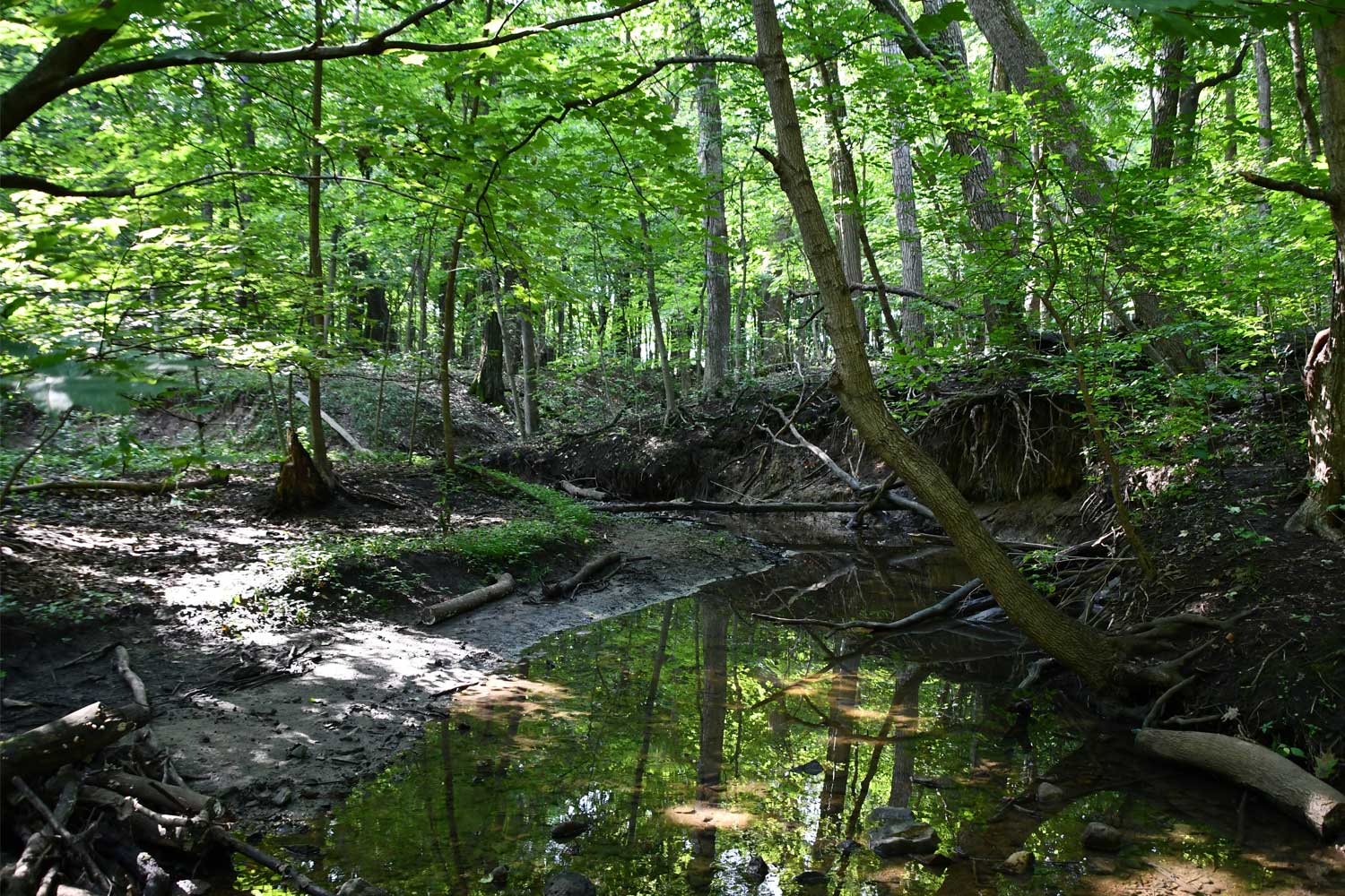 Creek surrounded by mud and trees.