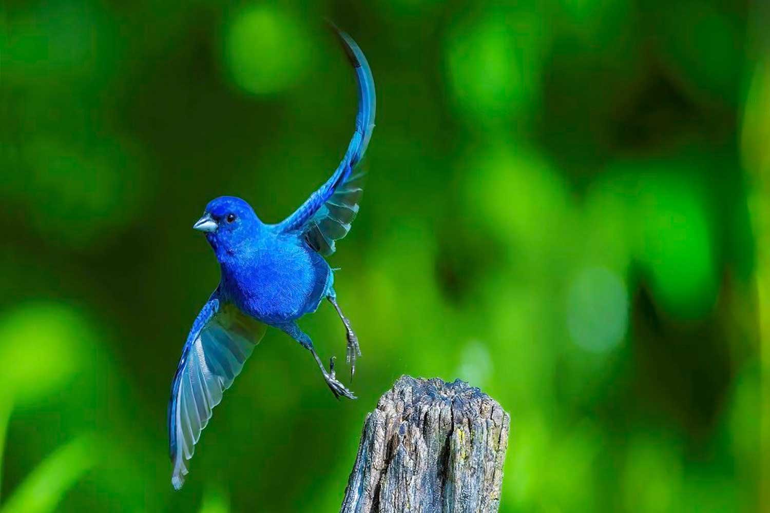 An indigo bunting with its wings outstretched in flight just after taking off from a tree snag.