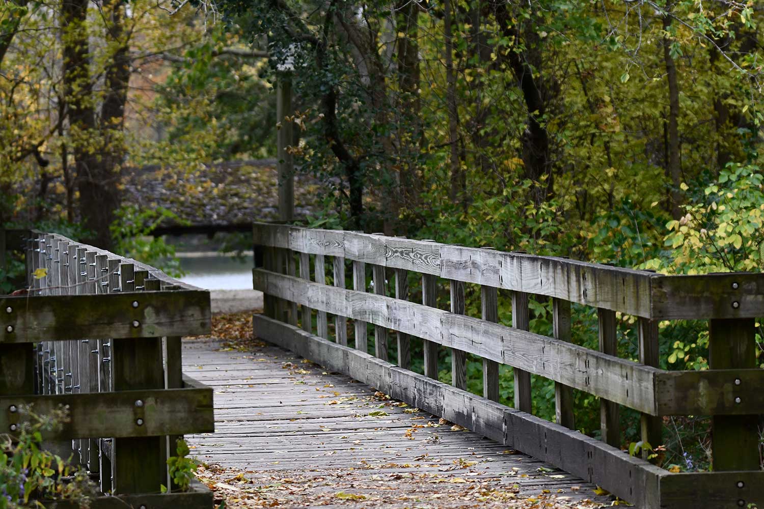 A wooden trail bridge surrounded by trees beginning to turn shades of yellow and orange. 