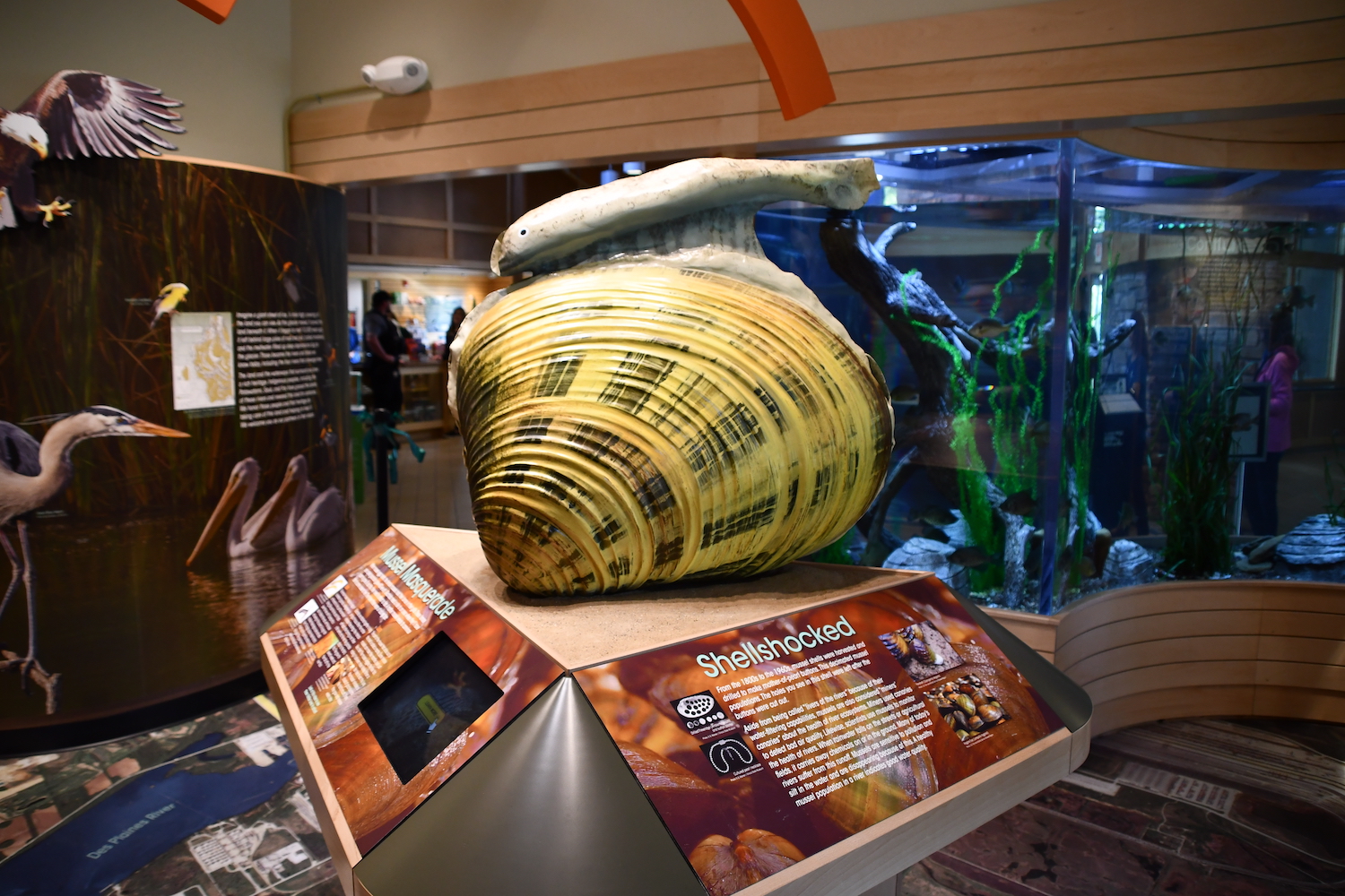 A nature center exhibit featuring a large mussel.