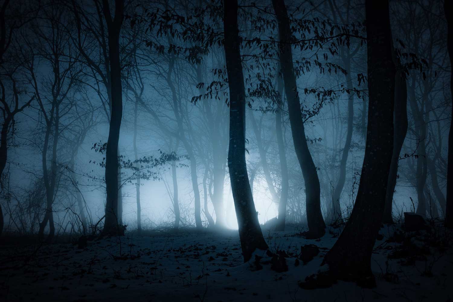 A foggy forest scene at night.