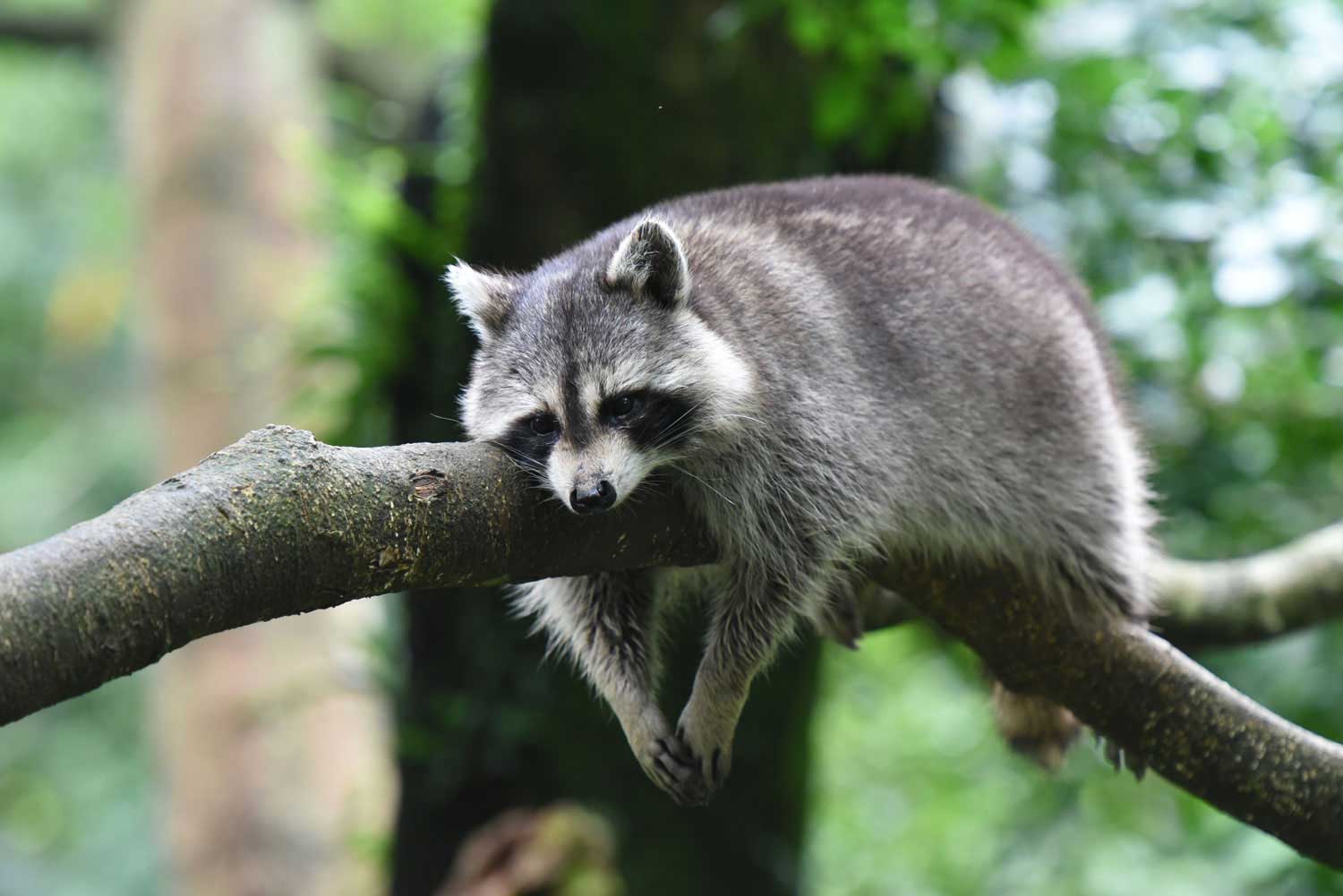 A raccoon laying on a tree branch.
