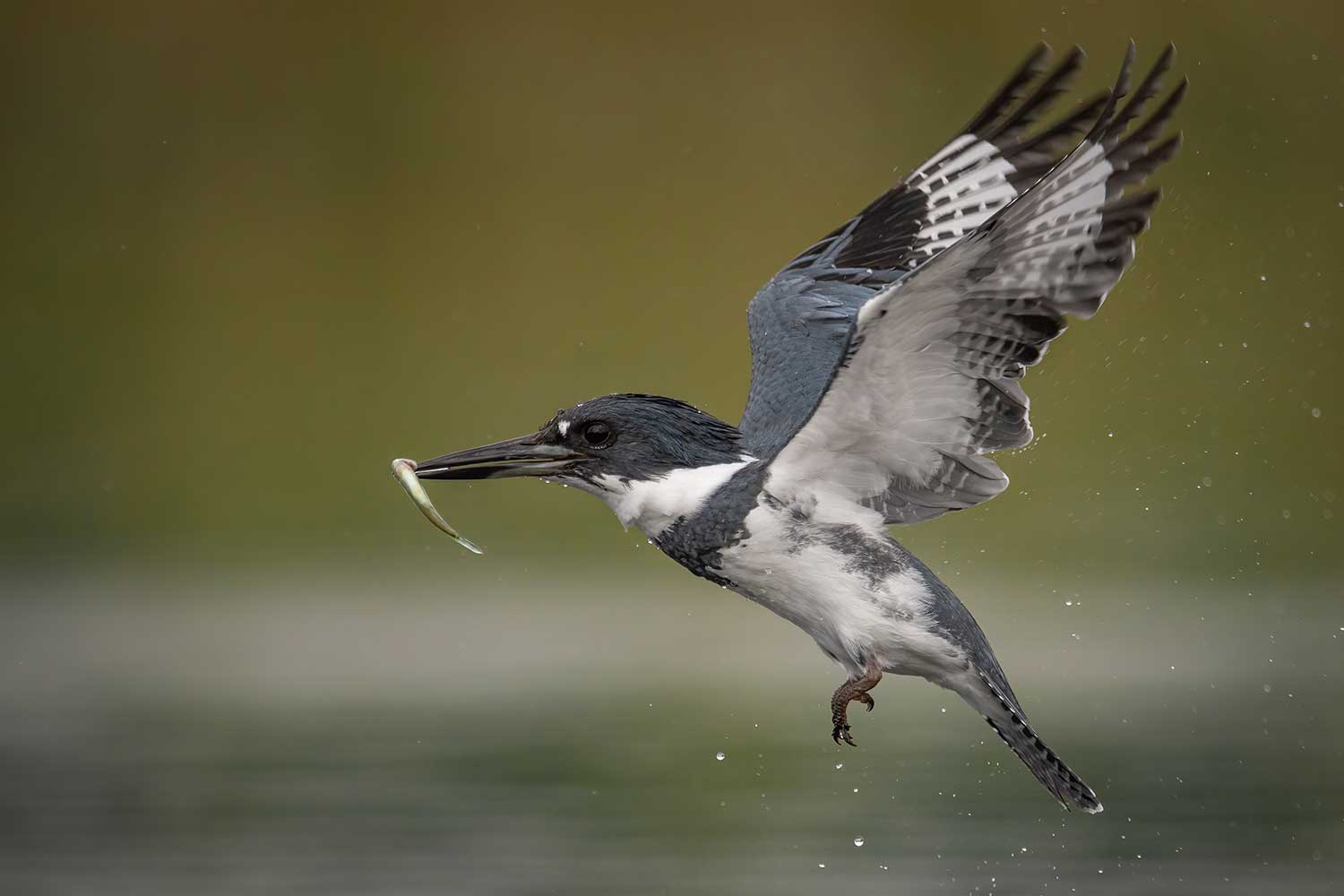 A belted kingfisher with a fish in its mouth.