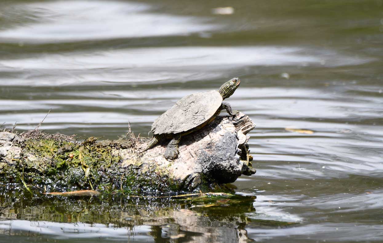 Nature curiosity: Why and how do turtles breathe with their butts