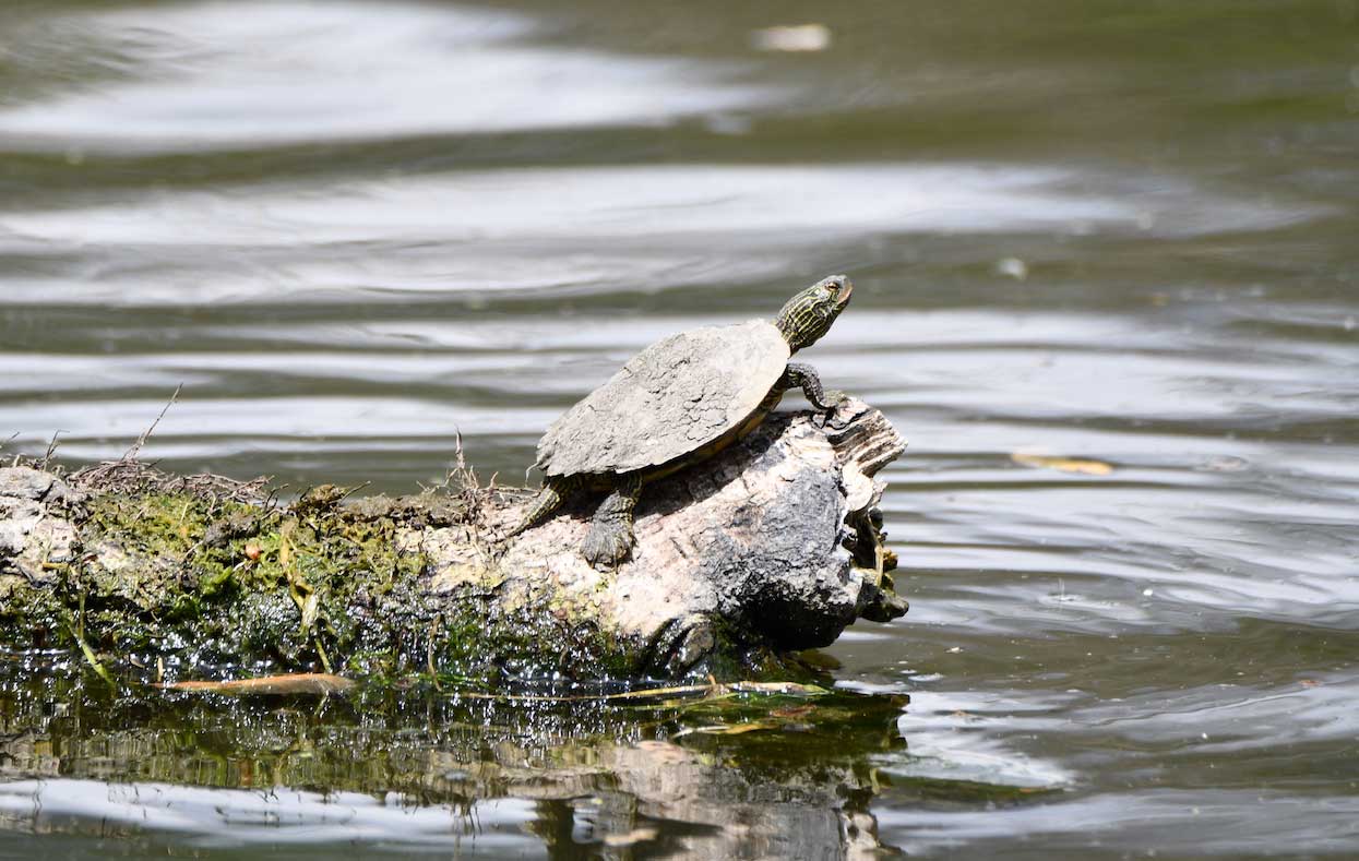 A turtle with a muddy shell sitting on a log in the water.