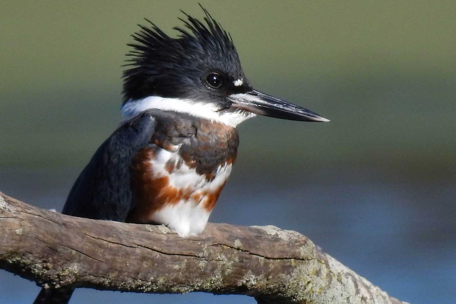 A belted kingfisher on a branch.