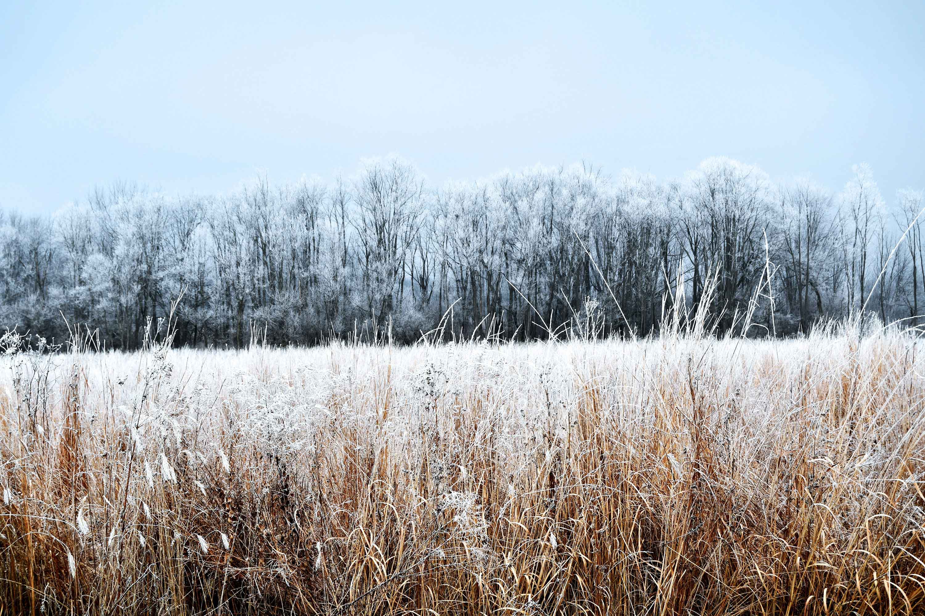 A frost-covered field at Sugar Creek Preserve.