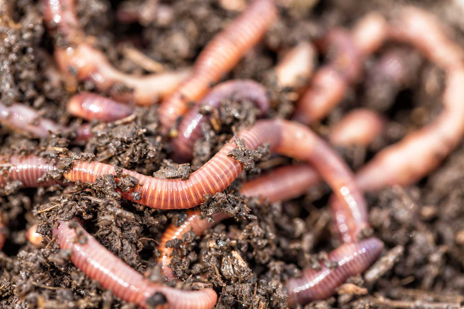 Earthworms in soil.