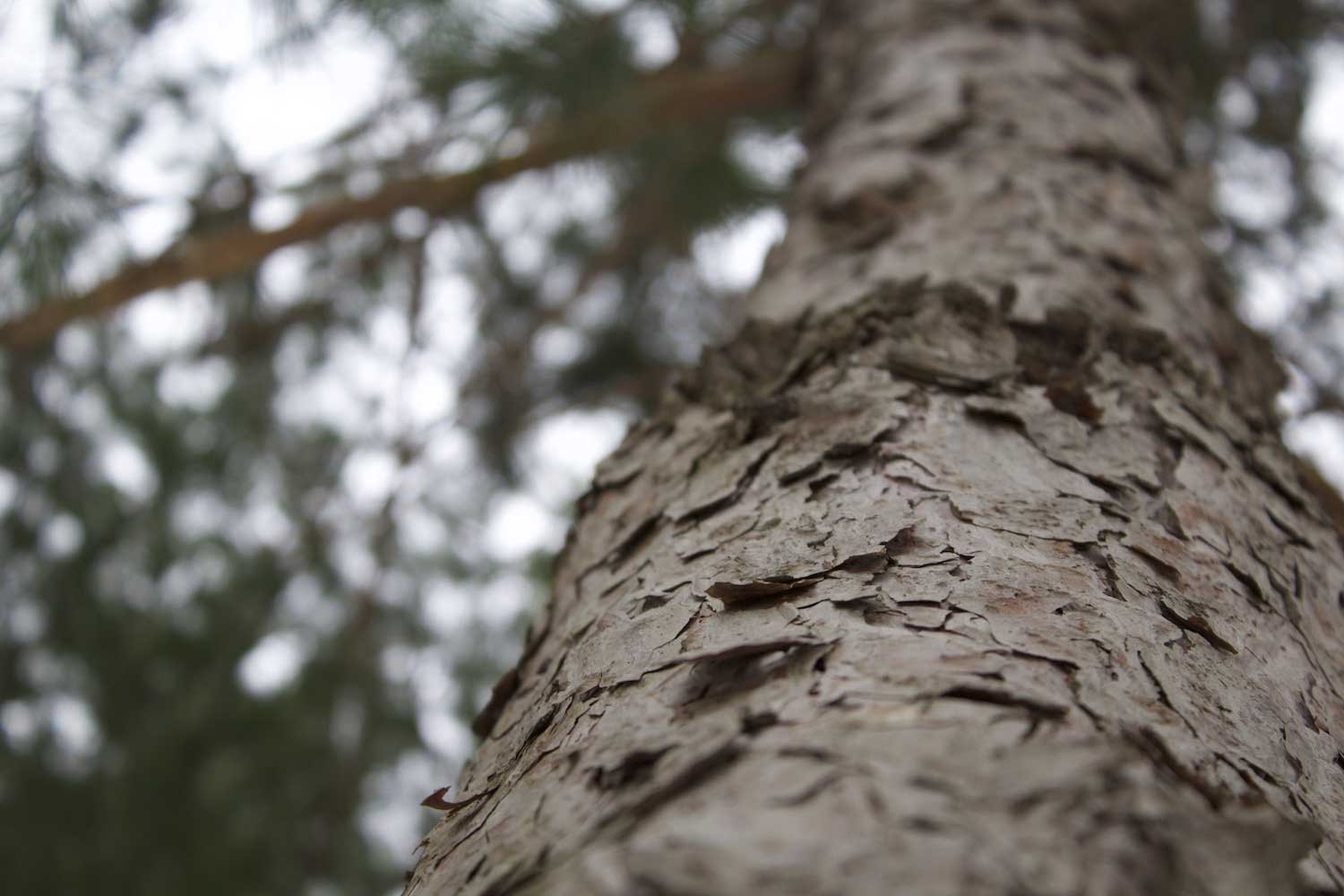 A closeup of tree bark.