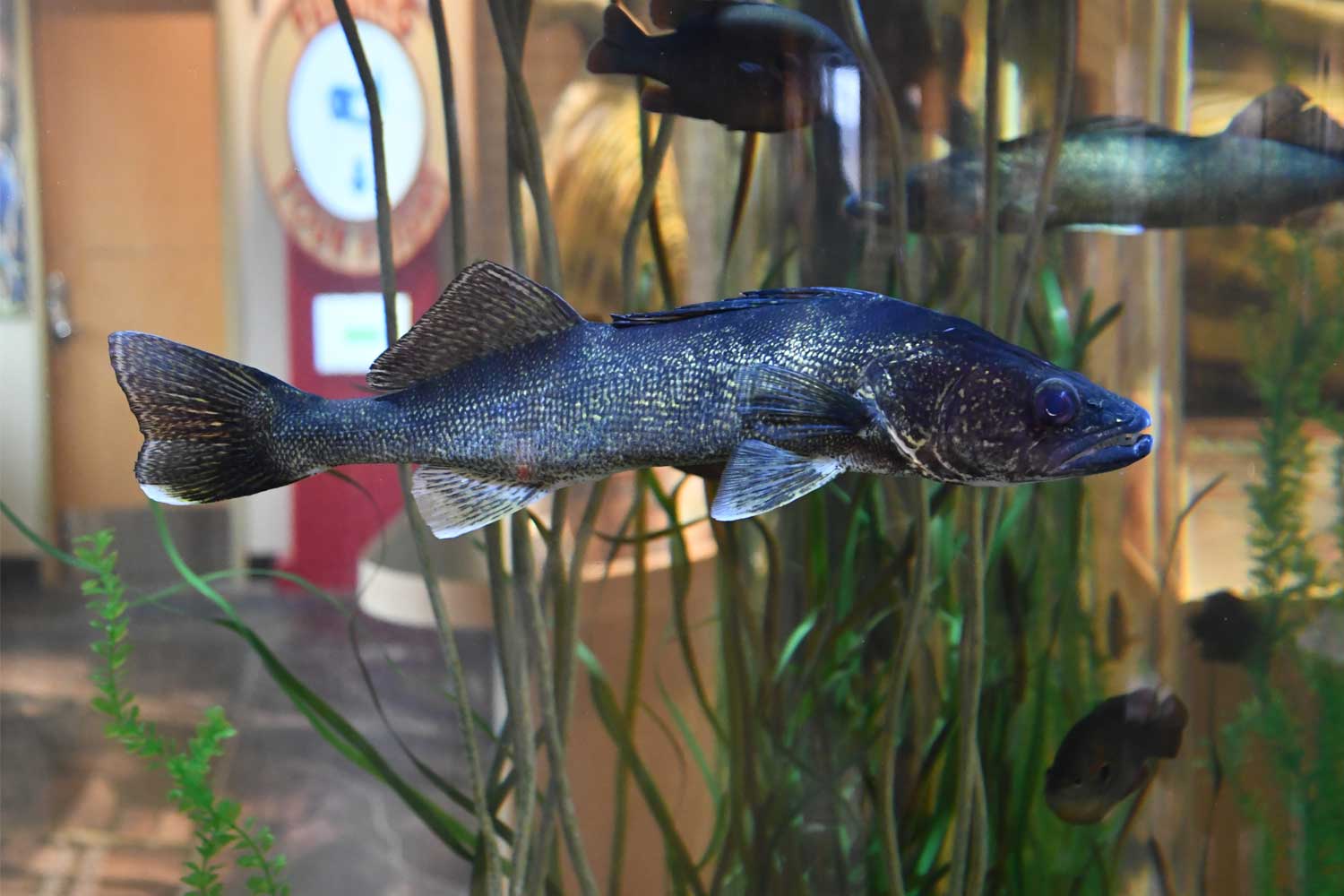 A diver cleans a fish tank