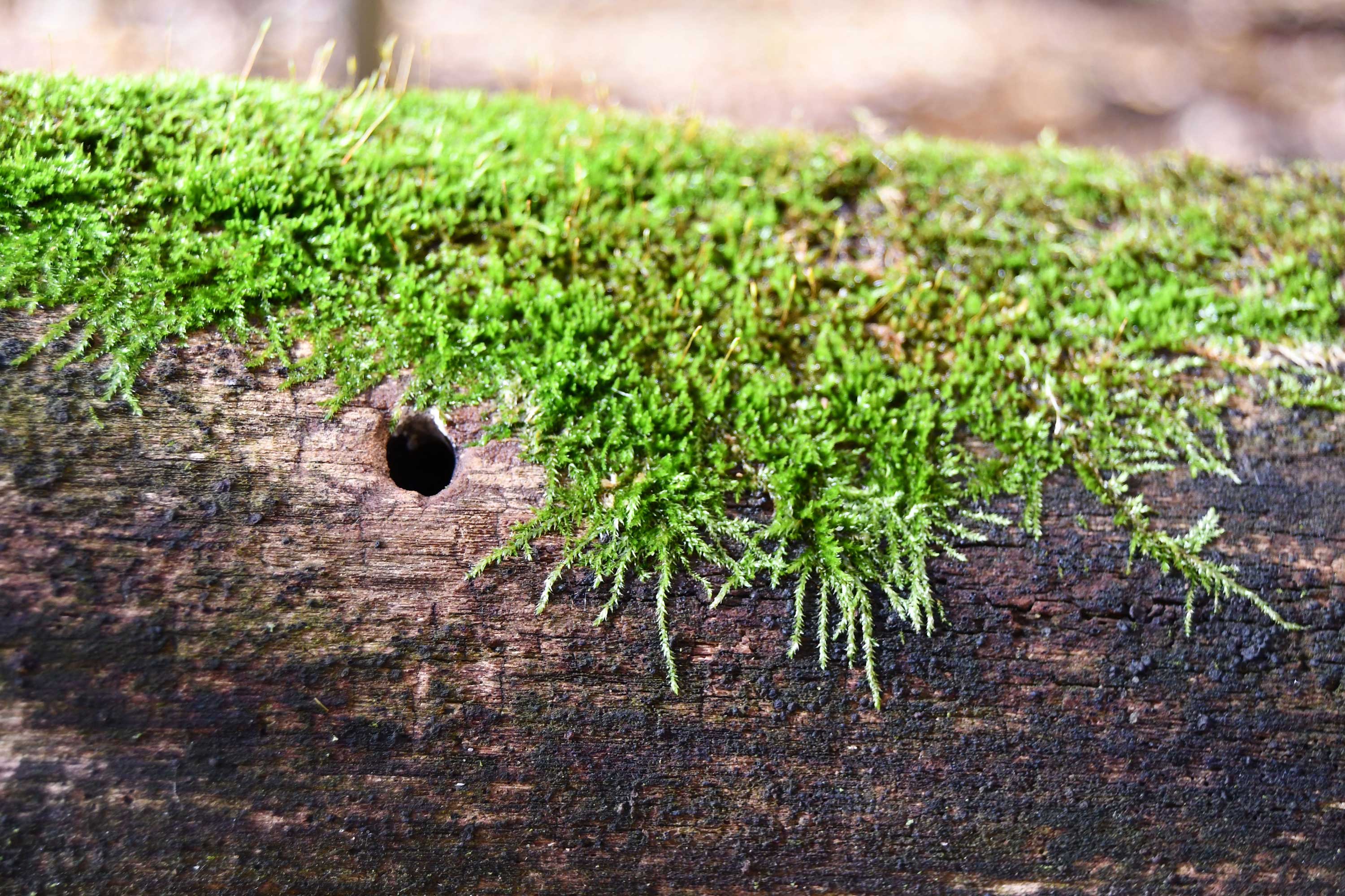 Moss on a log. 
