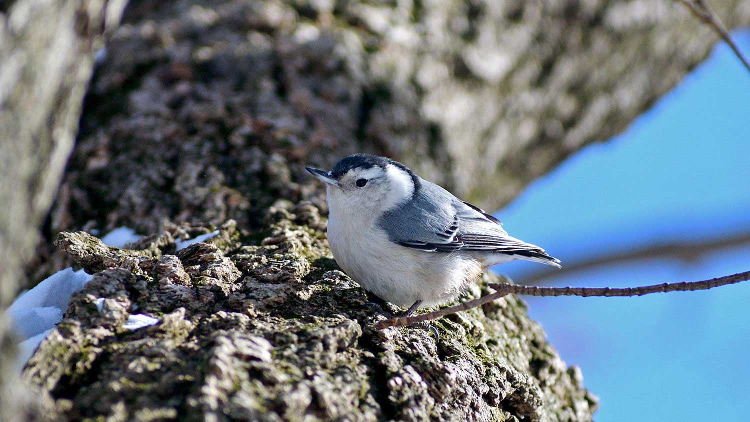 A white-breasted nuthatch on a tree trunk.
