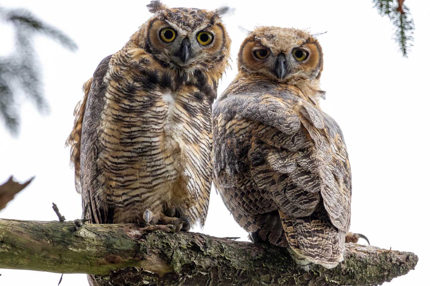 Two great horned owls perched on a branch.