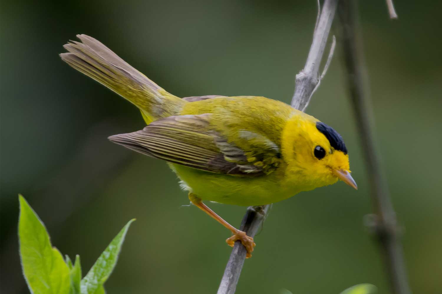 Wilsons warbler perched on a branch with vegetation in the background.