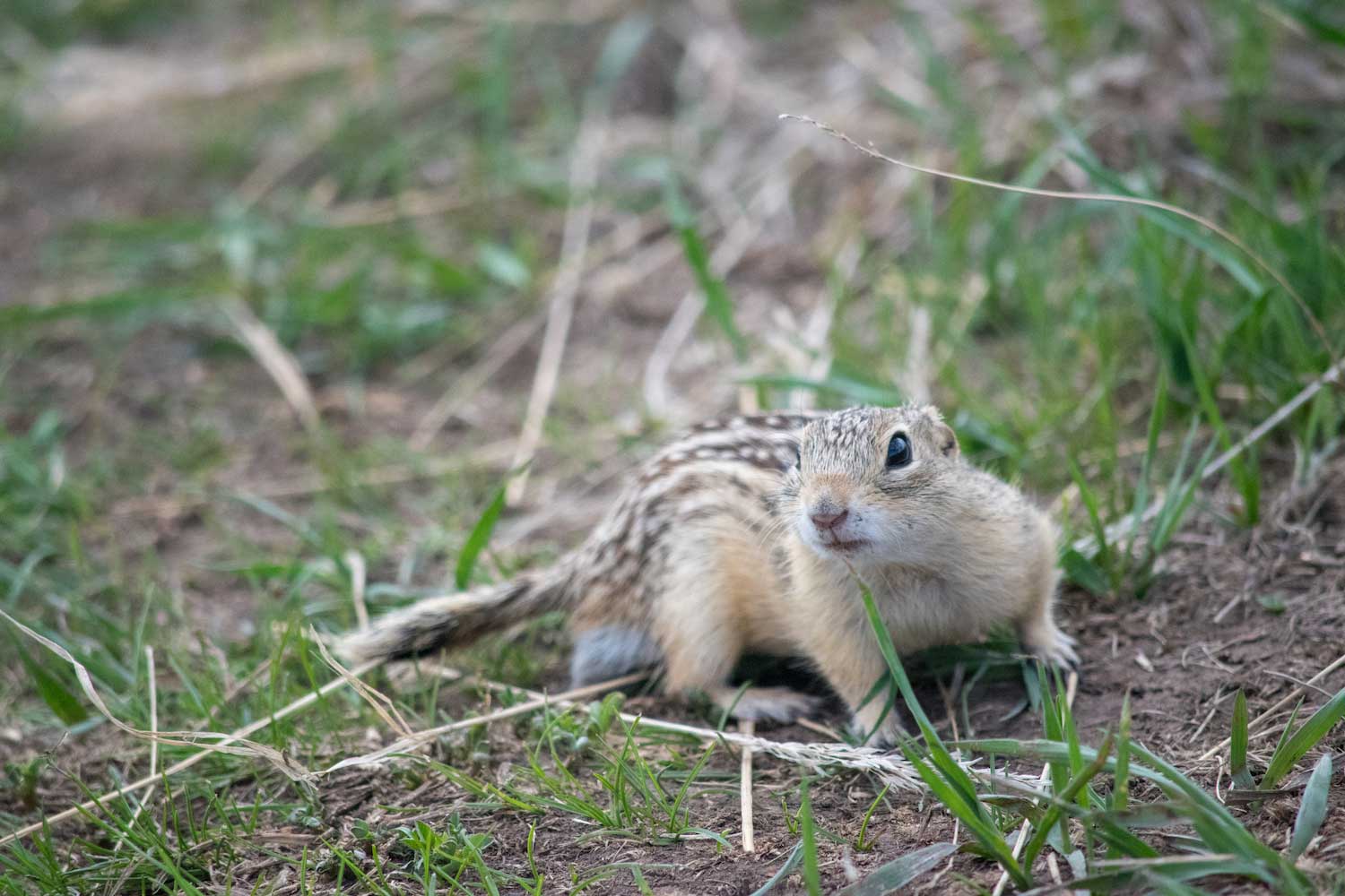 A 13-lined ground squirrel on the ground