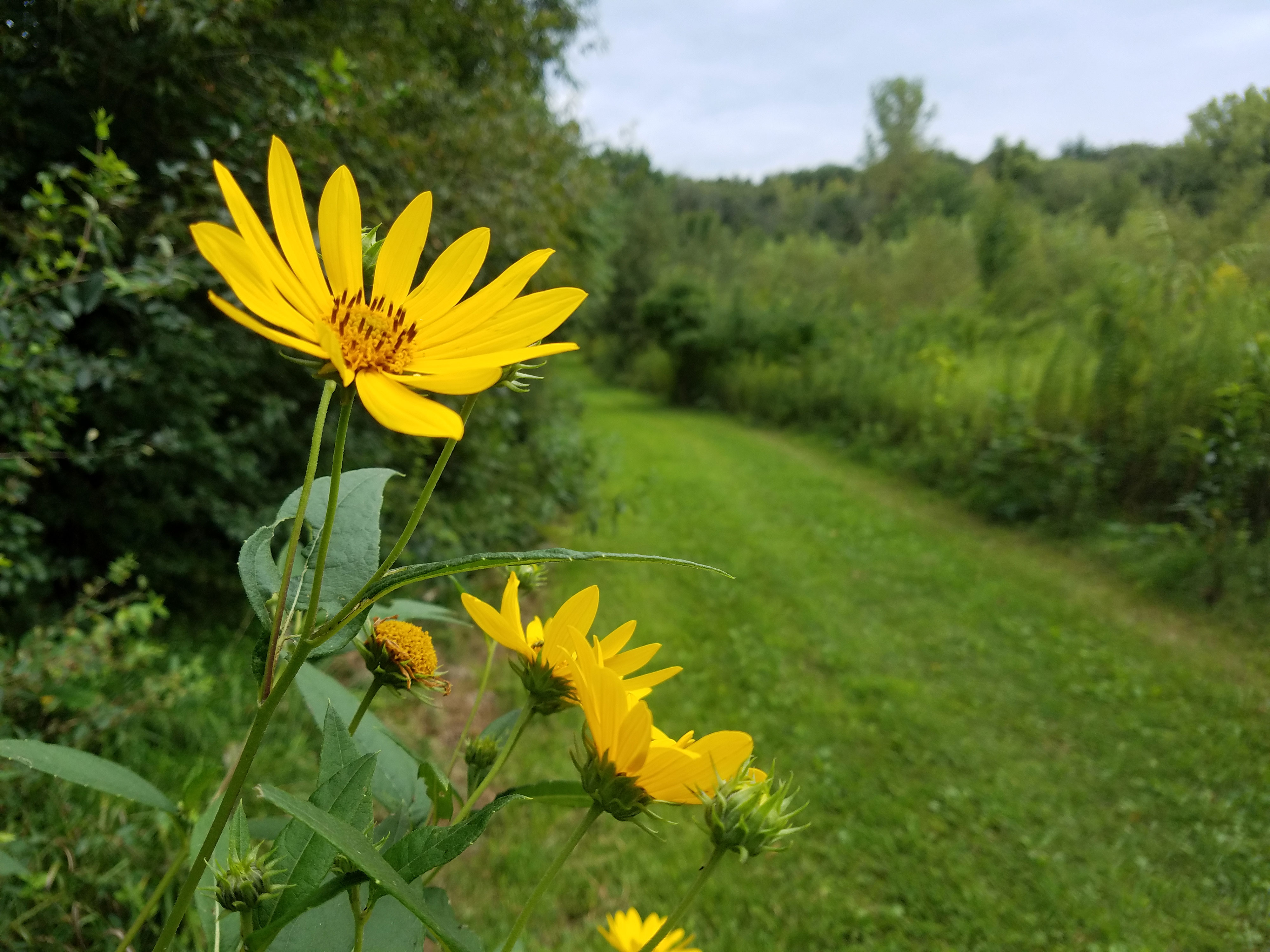 A view of the natural-surface trail at Evans-Judge Preserve.