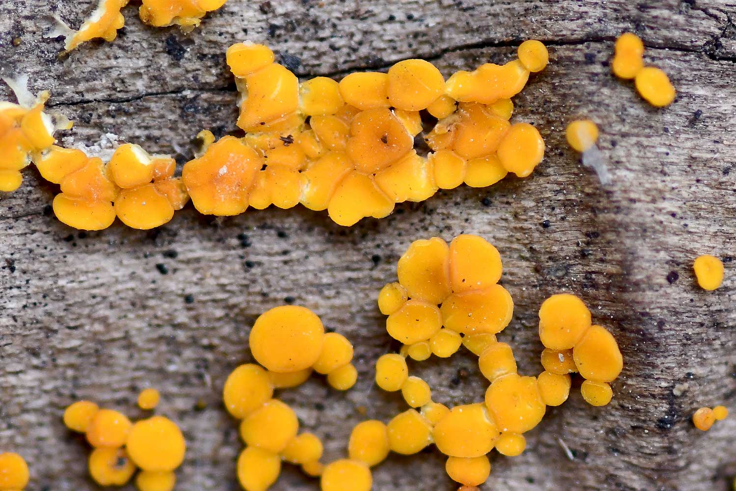 Yellow fairy cup fungus on a log.