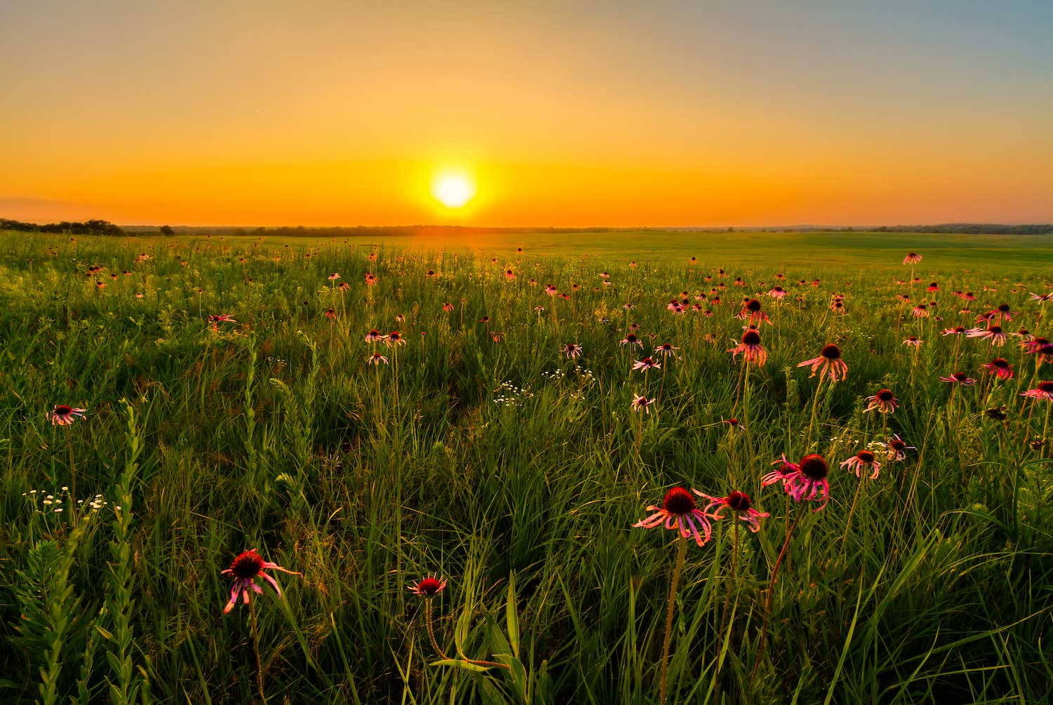The sun setting over a prairie.