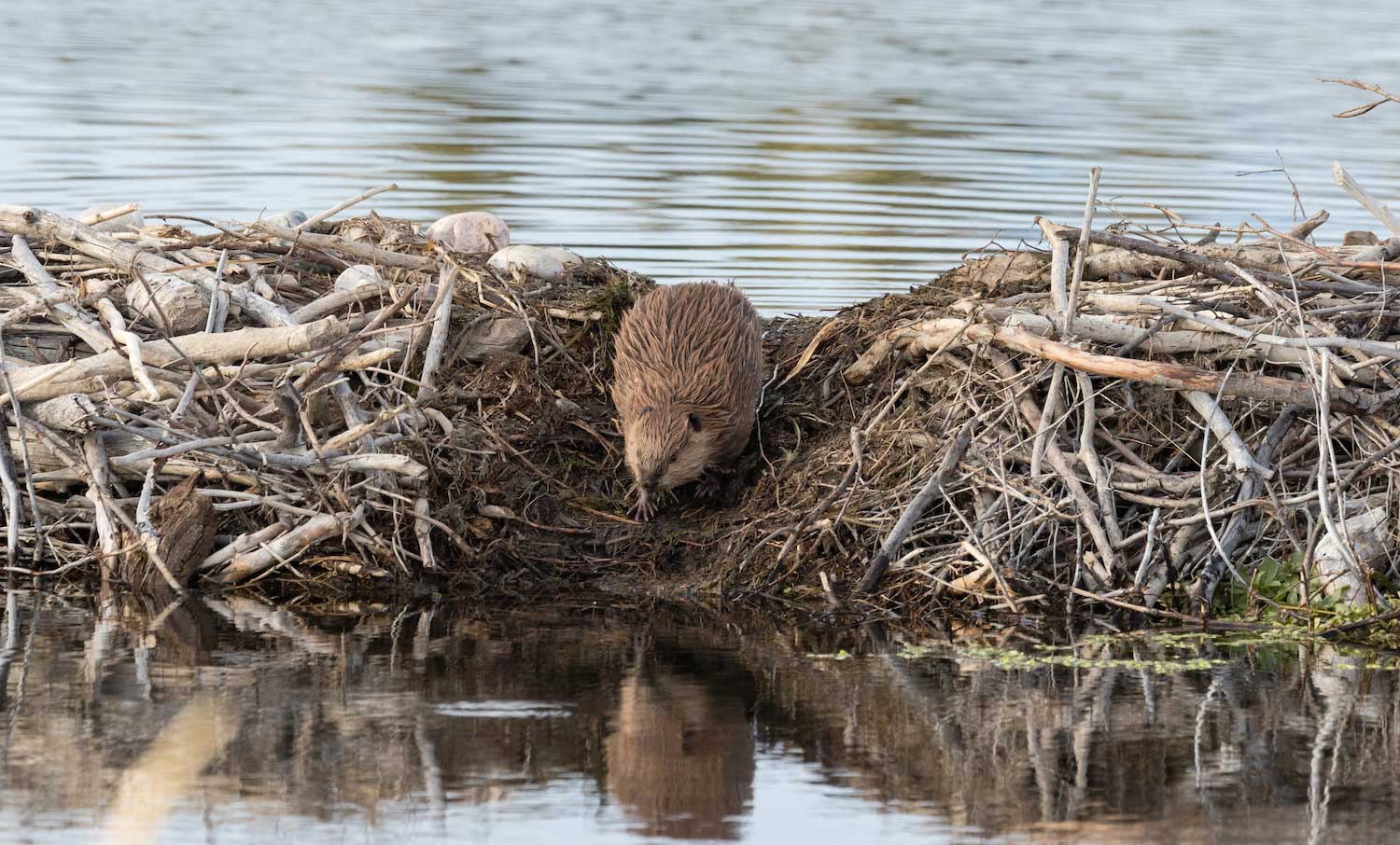 A beaver on a dam.