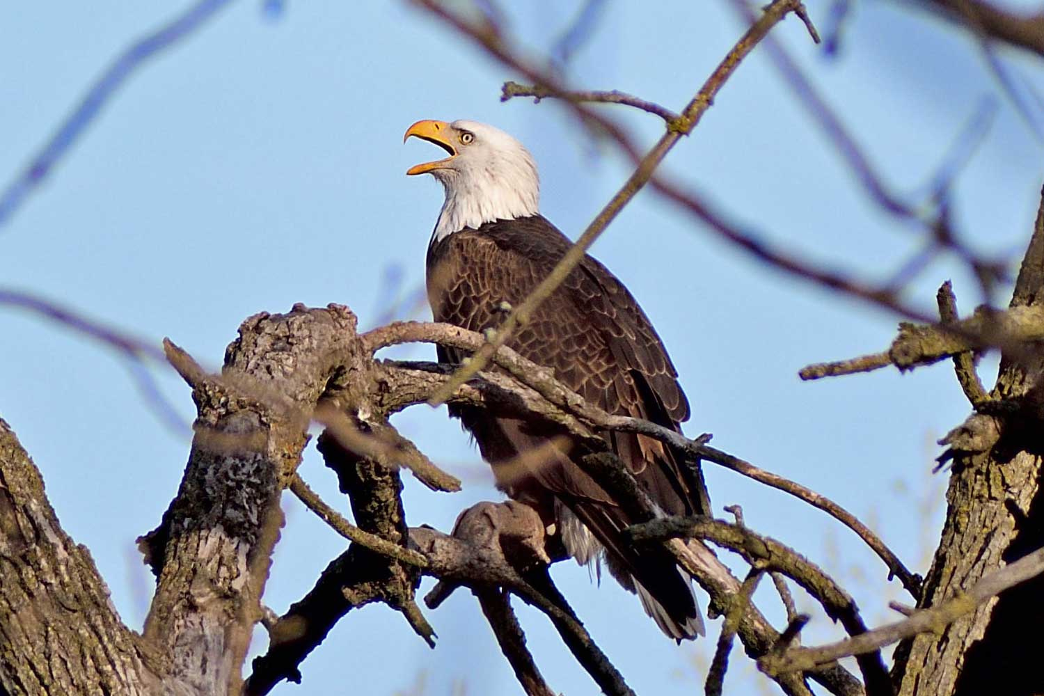 A bald eagle in a tree with its mouth open.