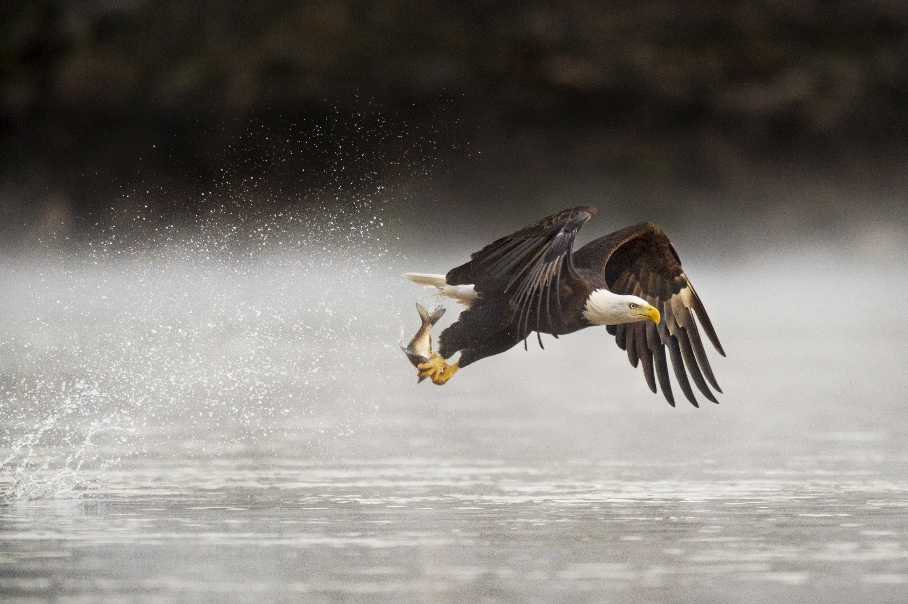 When bald eagles go fishing, it's quite a catch