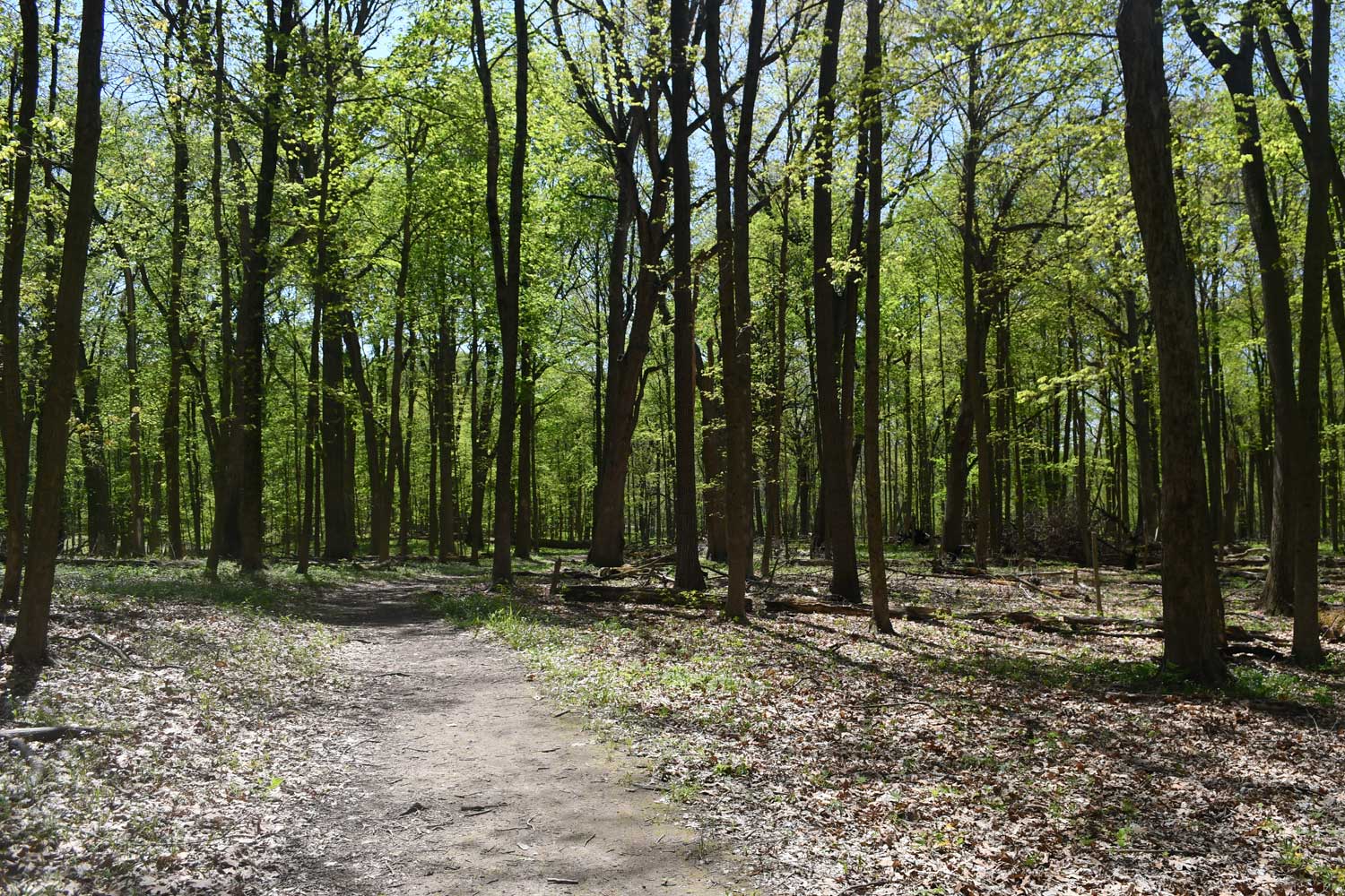 Dirt trail lined with trees with other trees in the distance.
