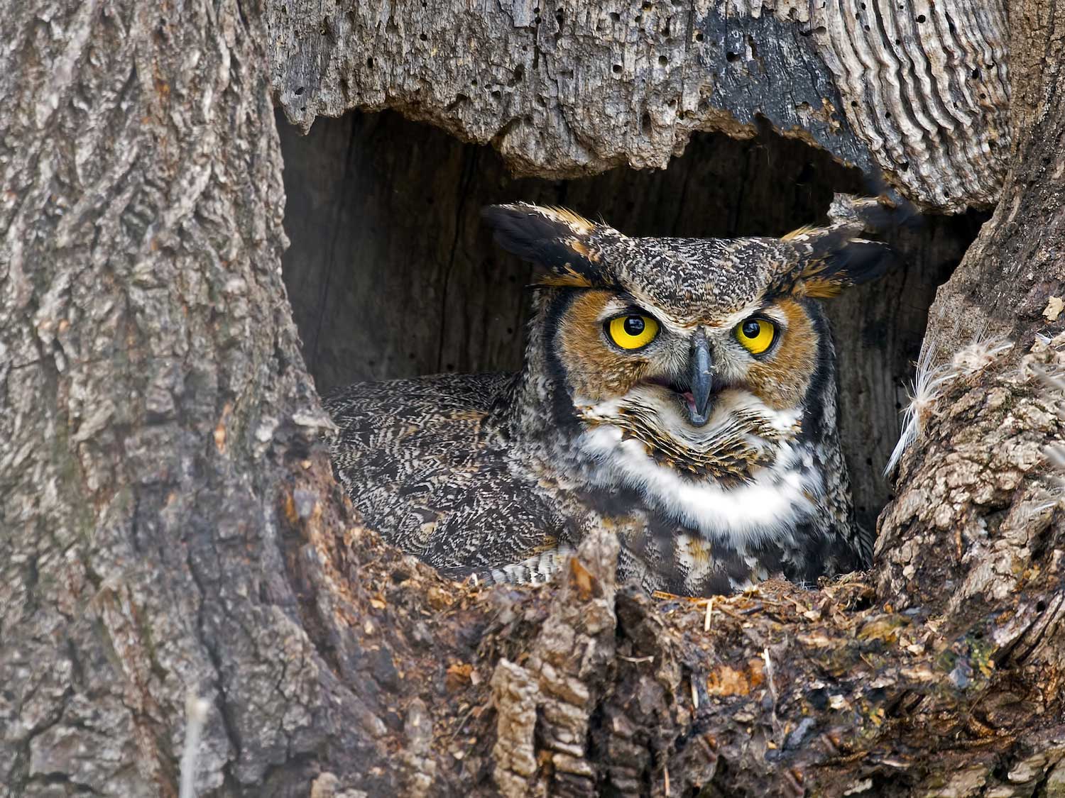 A great horned owl in a tree cavity.