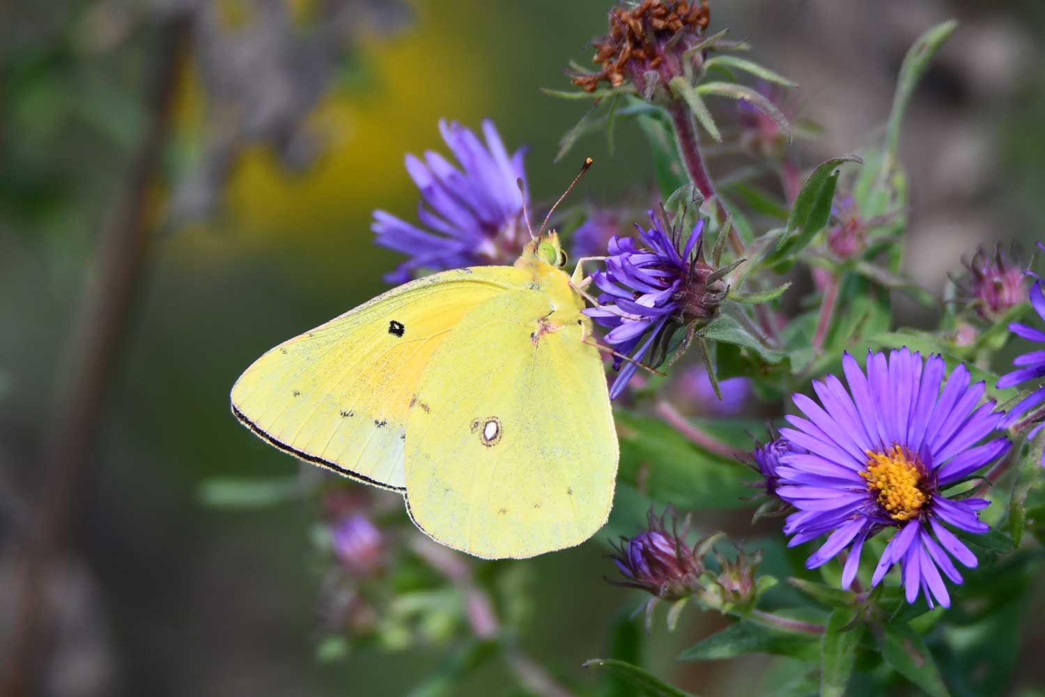 Orange sulphur butterfly on a flower bloom.