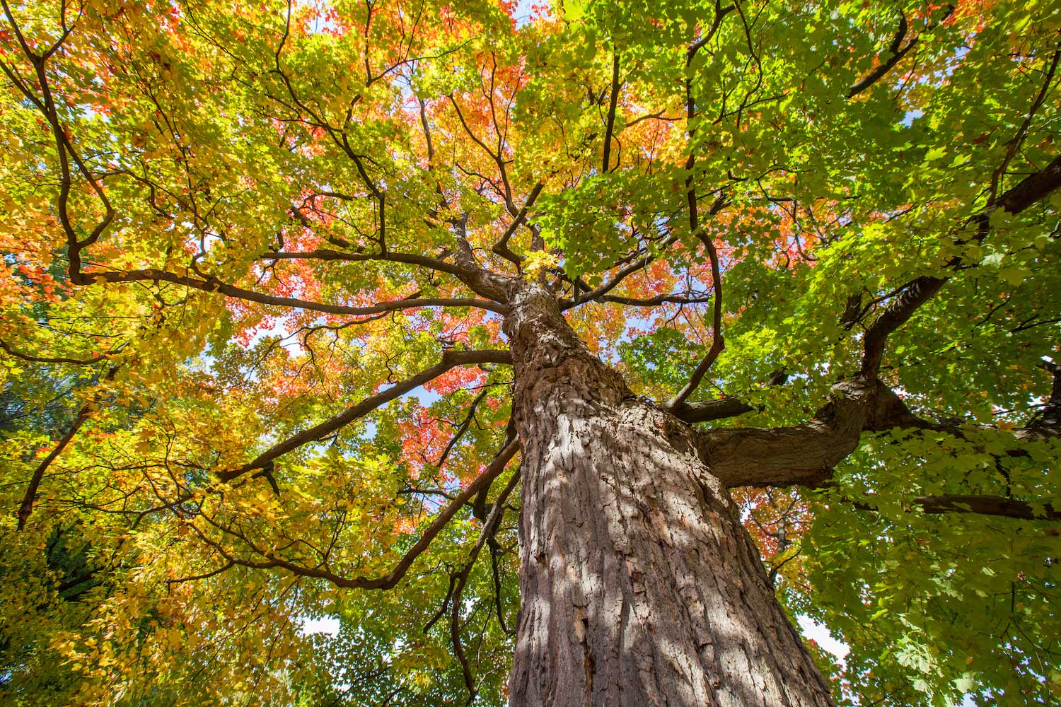 A tree canopy as seen from the ground.