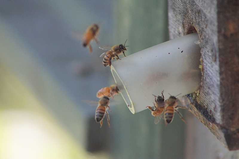 Honeybees on the plastic tube entrance to a hive.