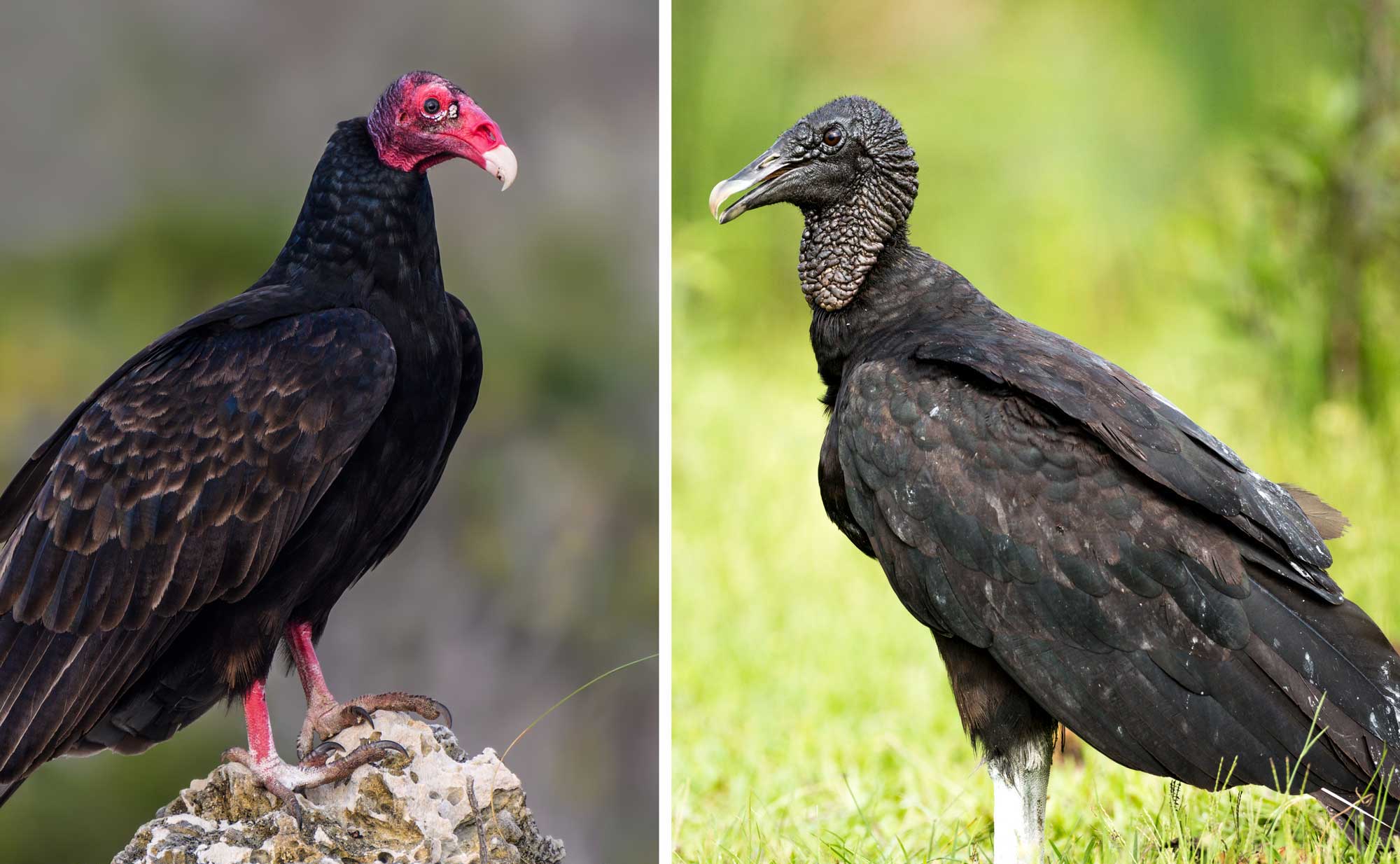 What’s the difference?: turkey vulture vs. black vulture