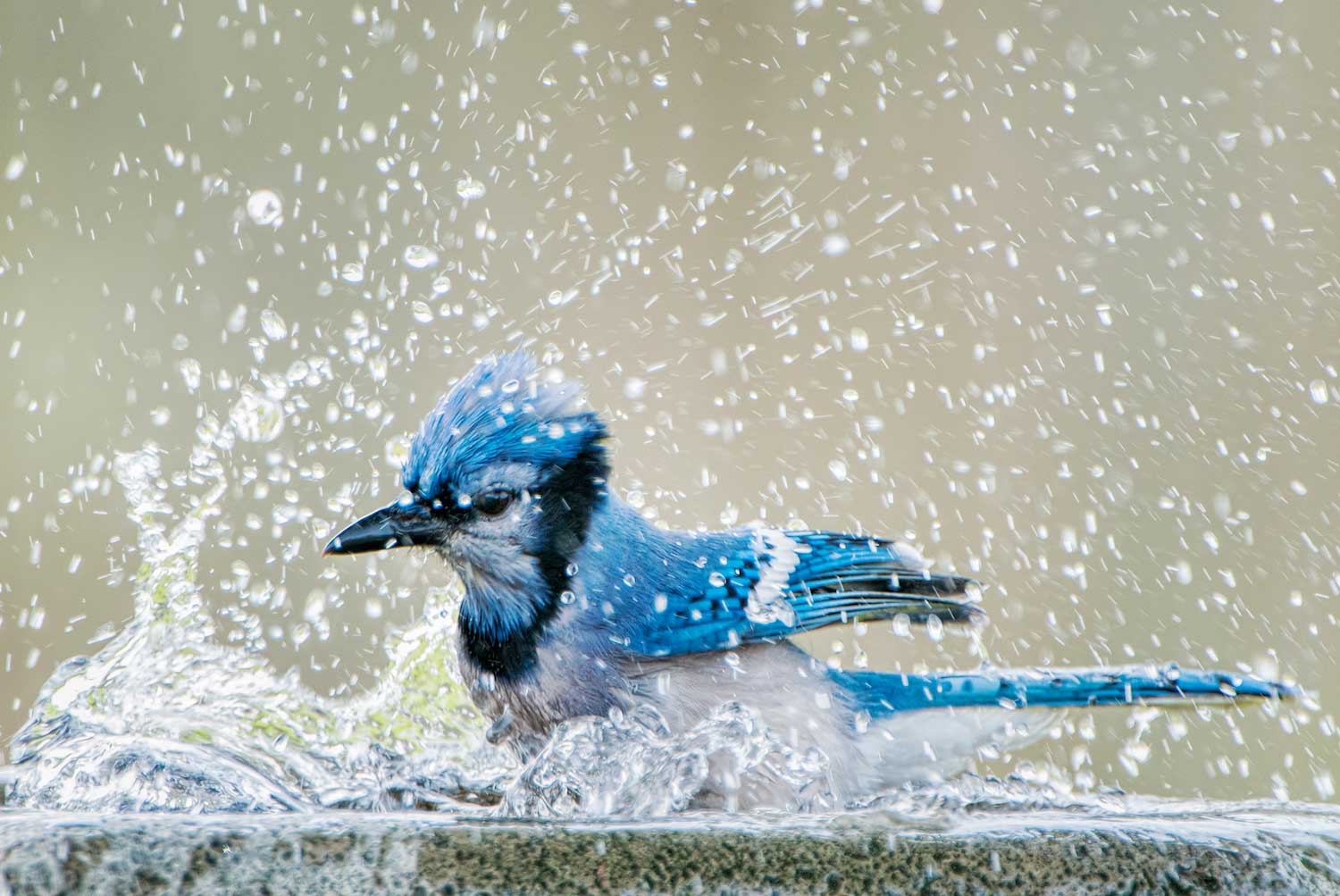 A blue jay splashing in a bird bath.