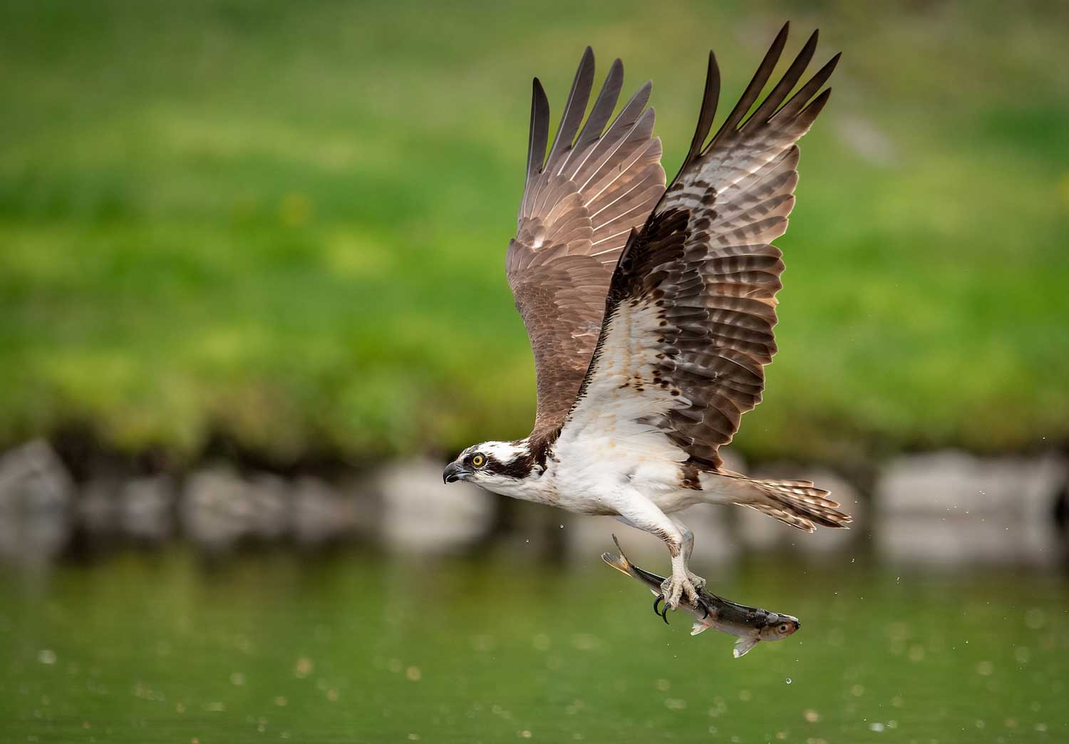 An osprey flying over water with a fish in its talons.