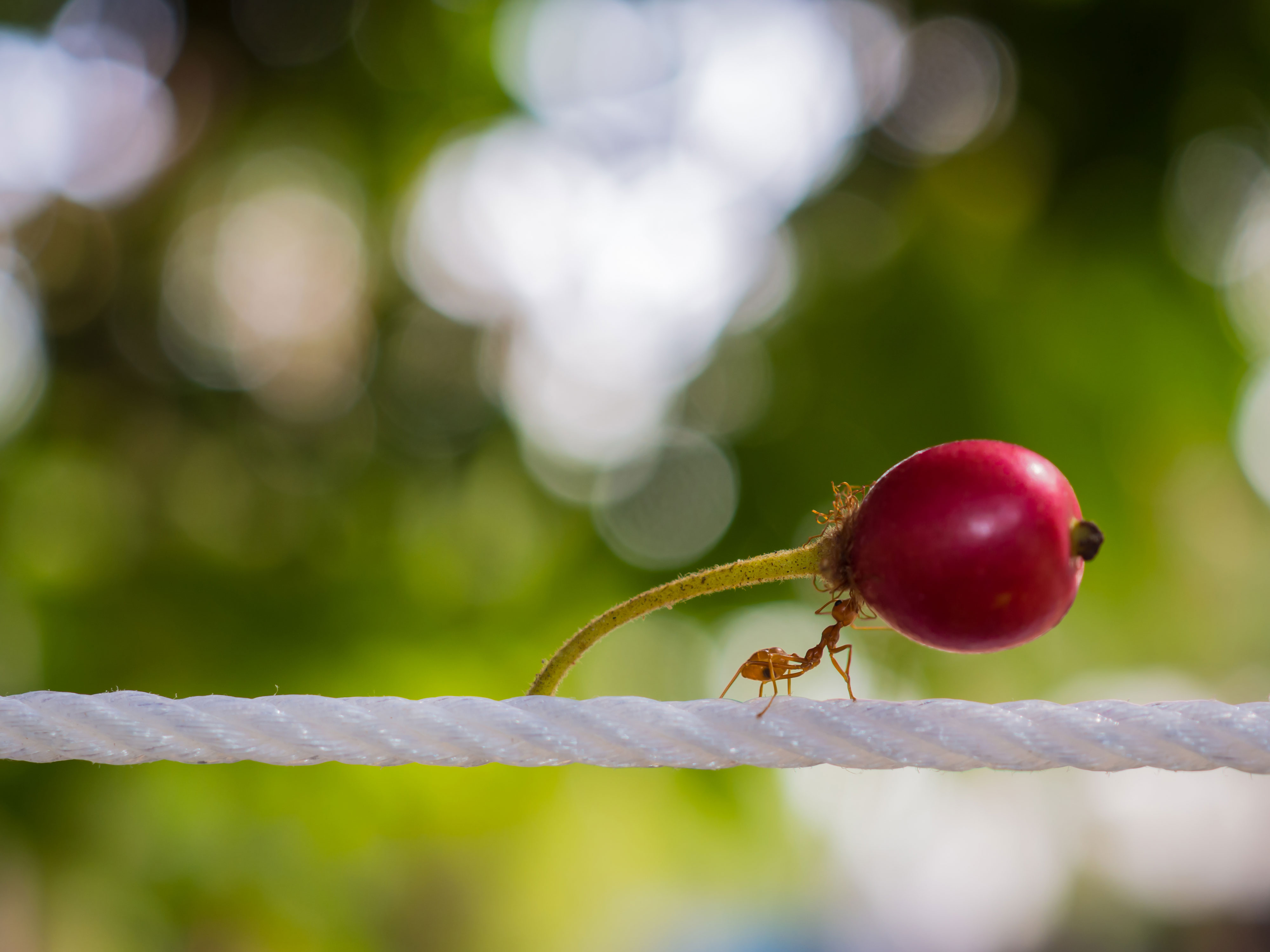 An ant carrying its food.