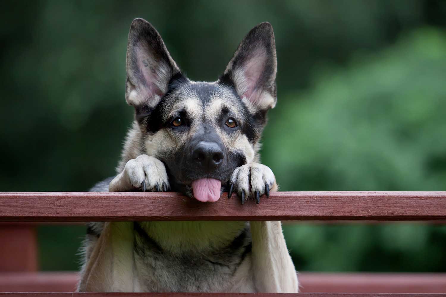 A dog with its tongue sticking out