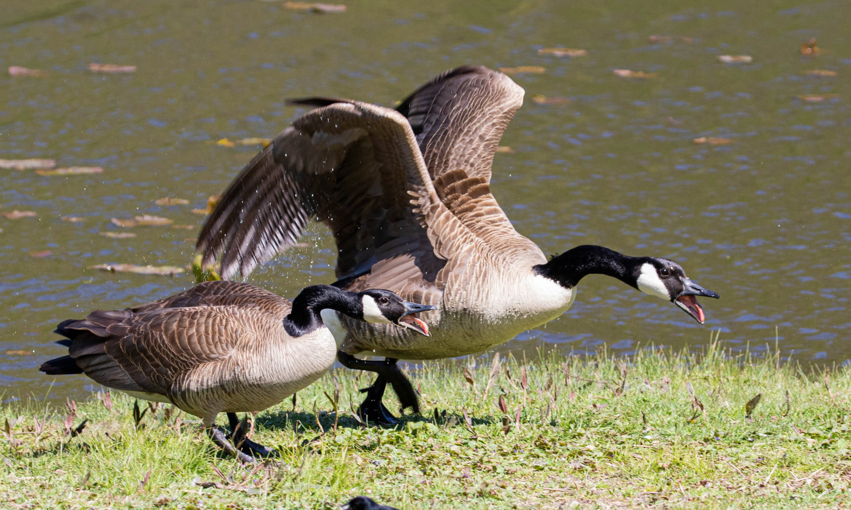 Two Canada geese in the grass in a defensive posture.