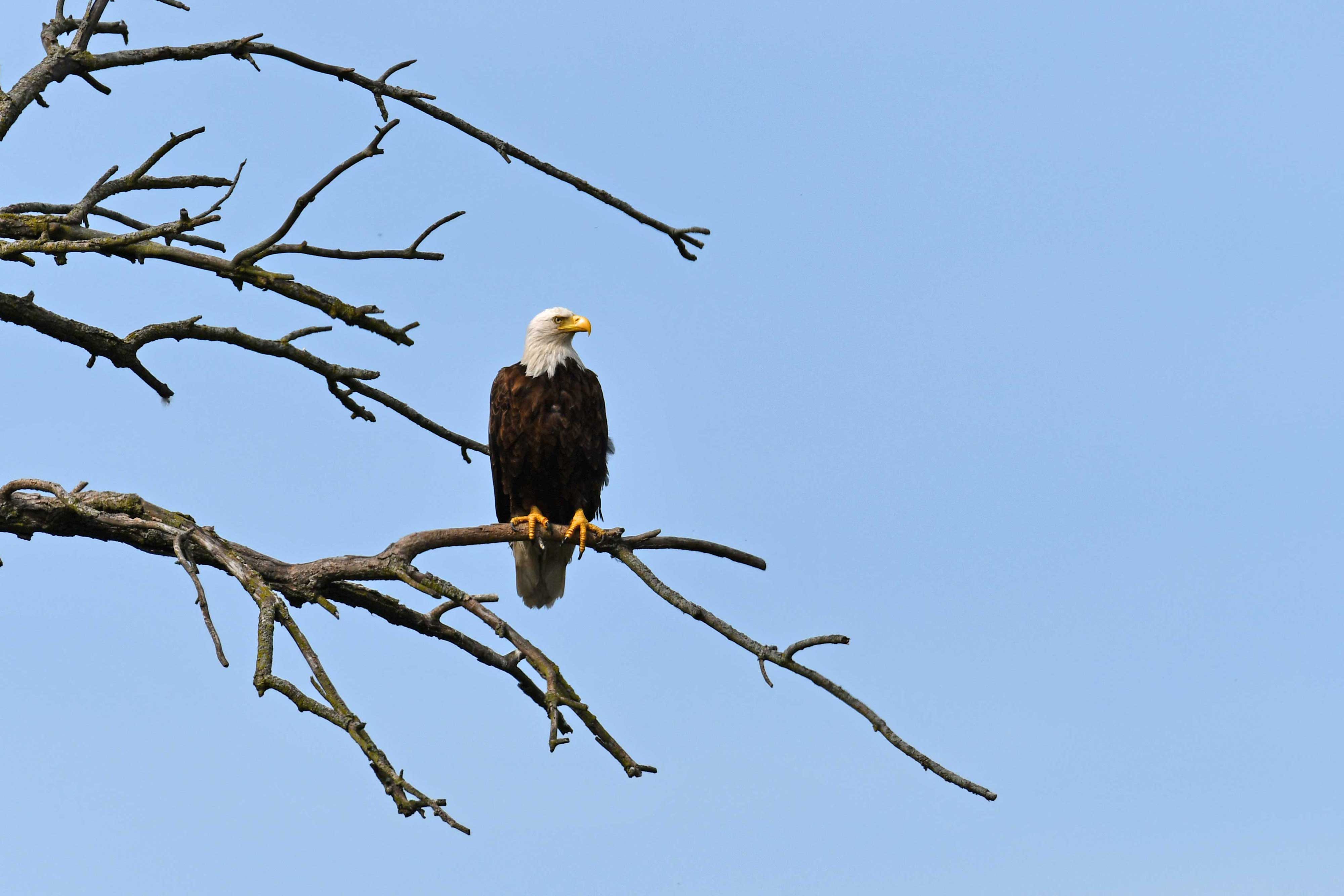 A bald eagle perched on a branch