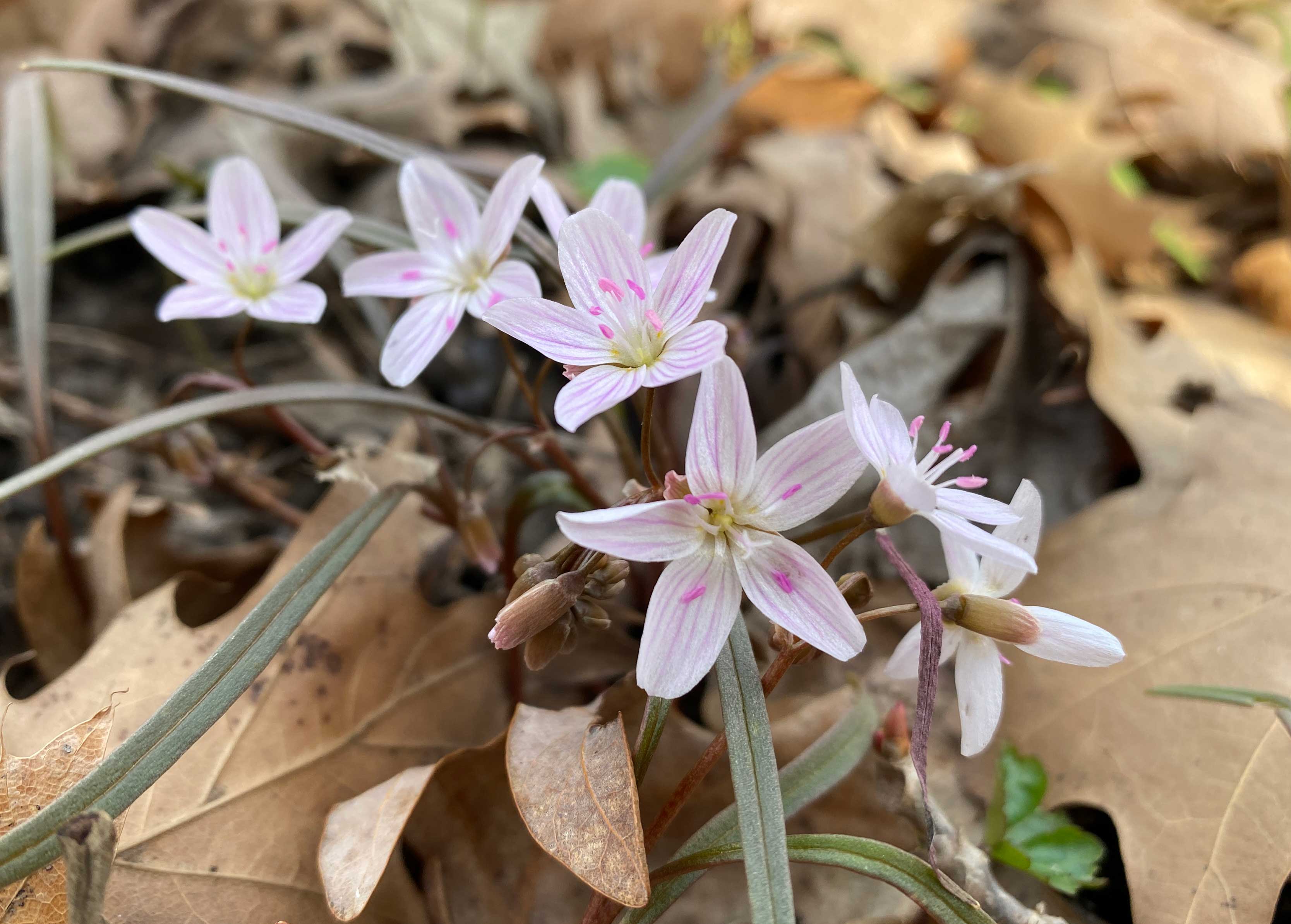 The pinkish petals of spring beauties.