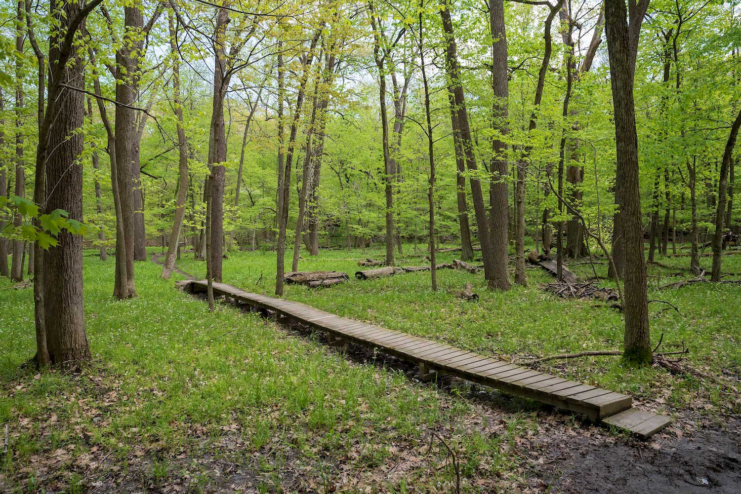 A wooden boardwalk trail through a forest.
