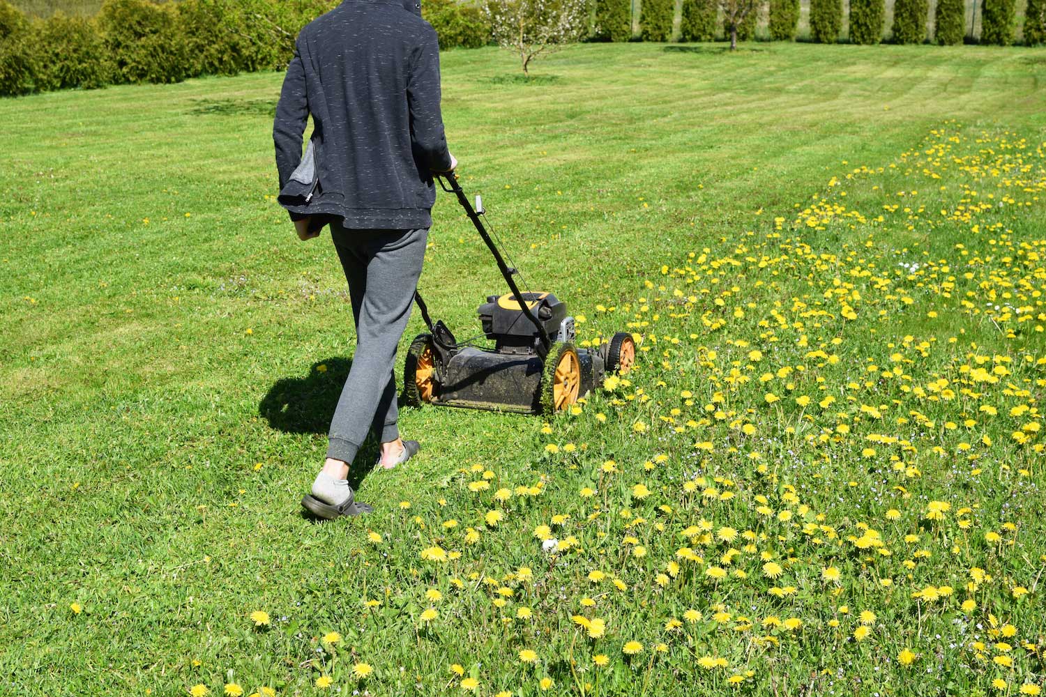 A person pushing a lawn mower across a lawn. Half the lawn is freshly cut and half is full of dandelions.