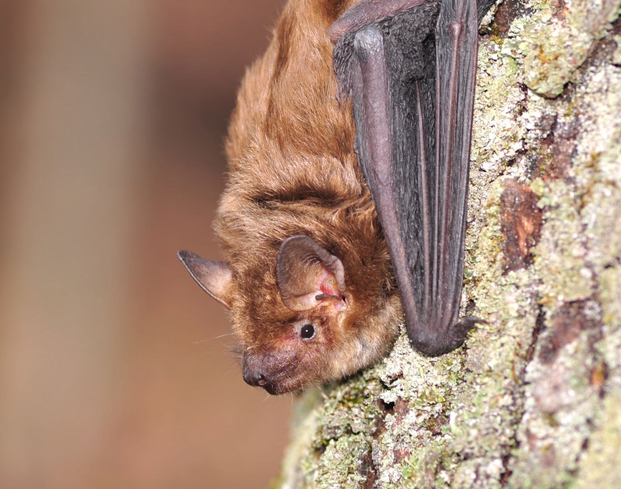 A big brown bat on tree bark.