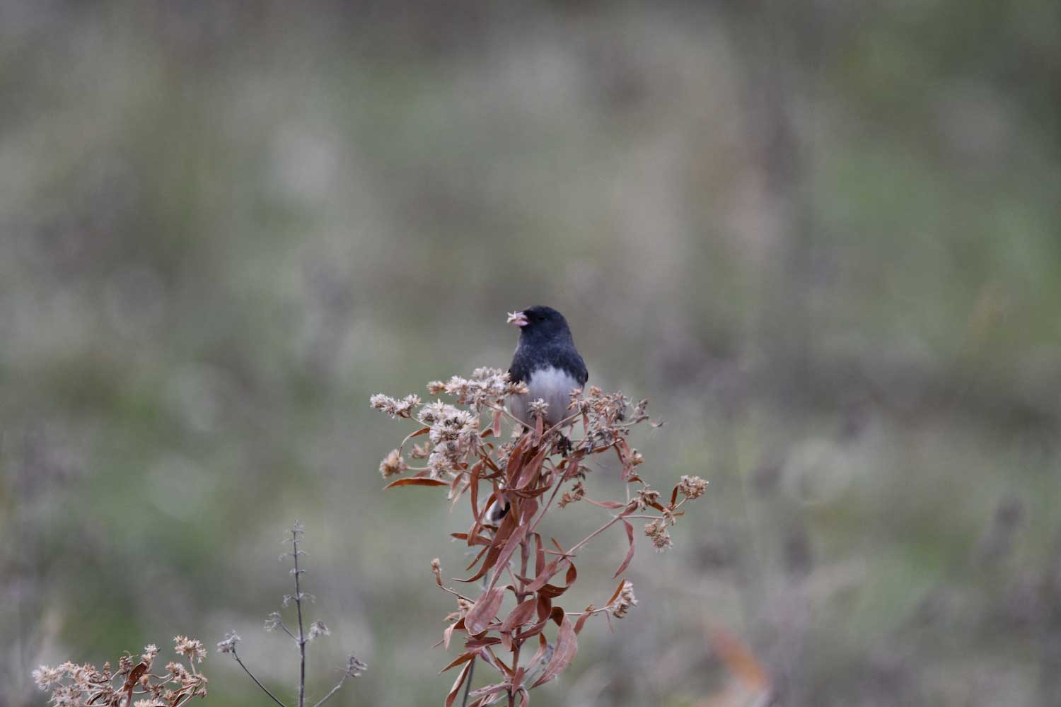 A dark-eyed junco perched atop a prairie plant.