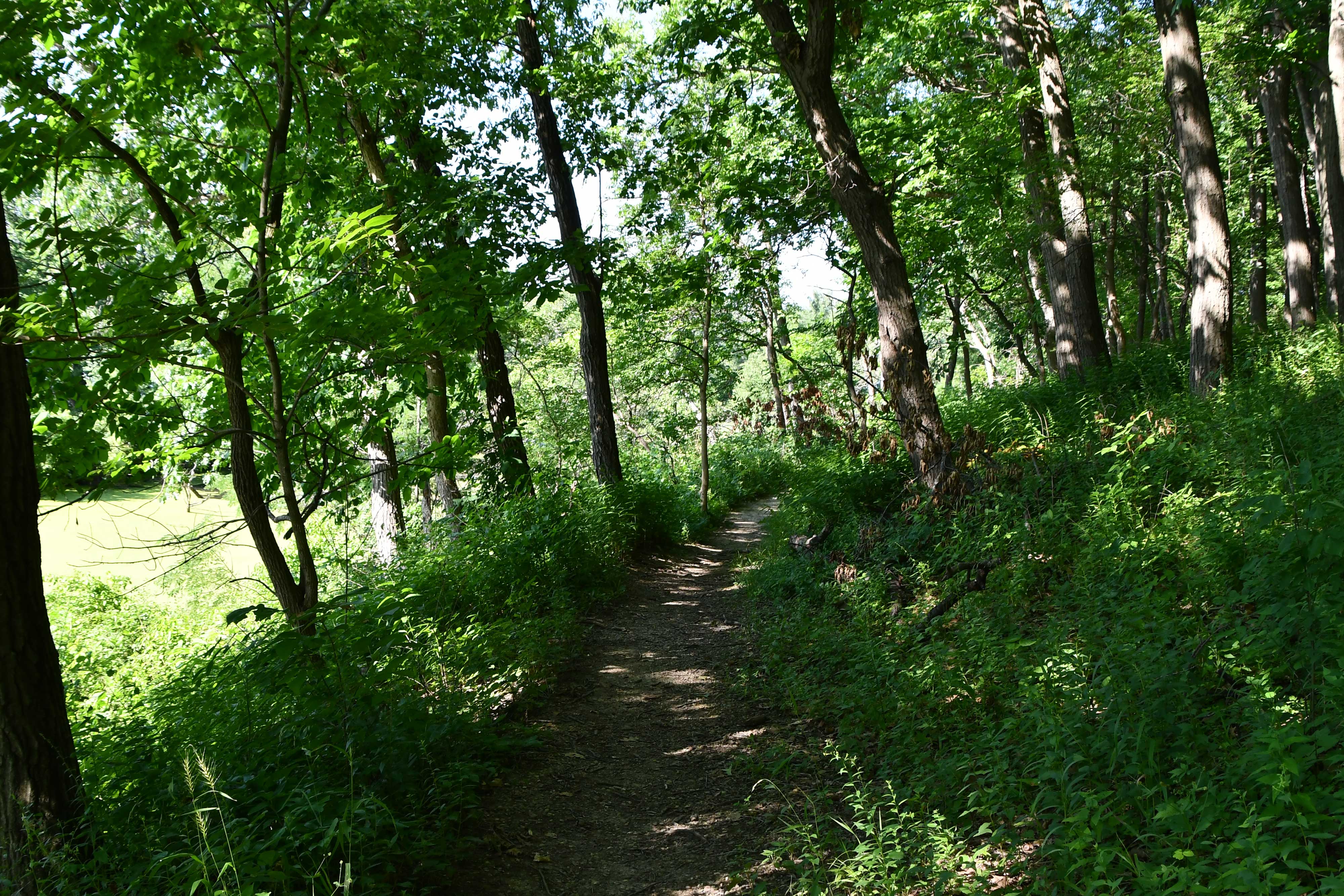 A natural-surface trail at McKinley Woods.