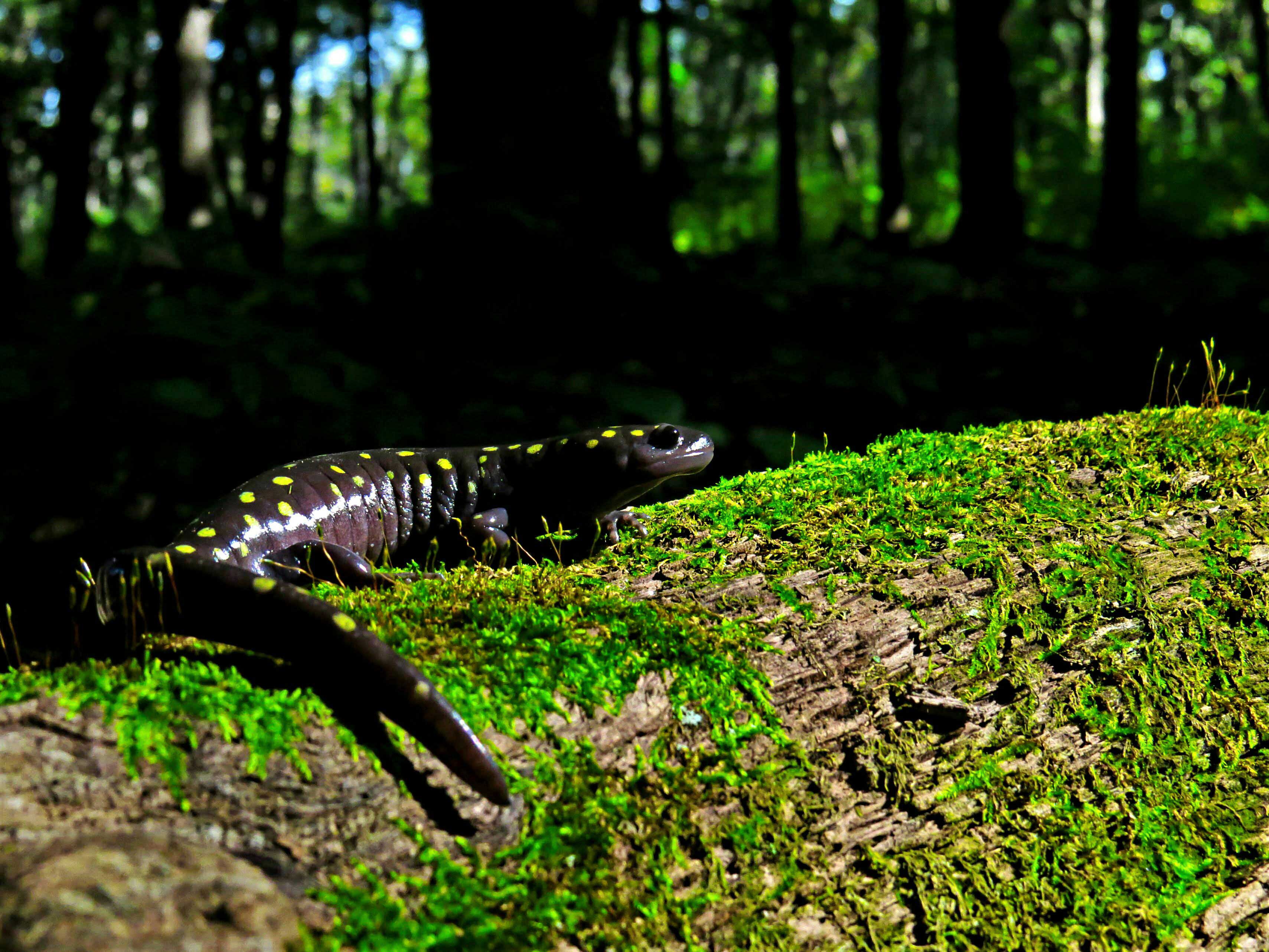 A blue-spotted salamander.
