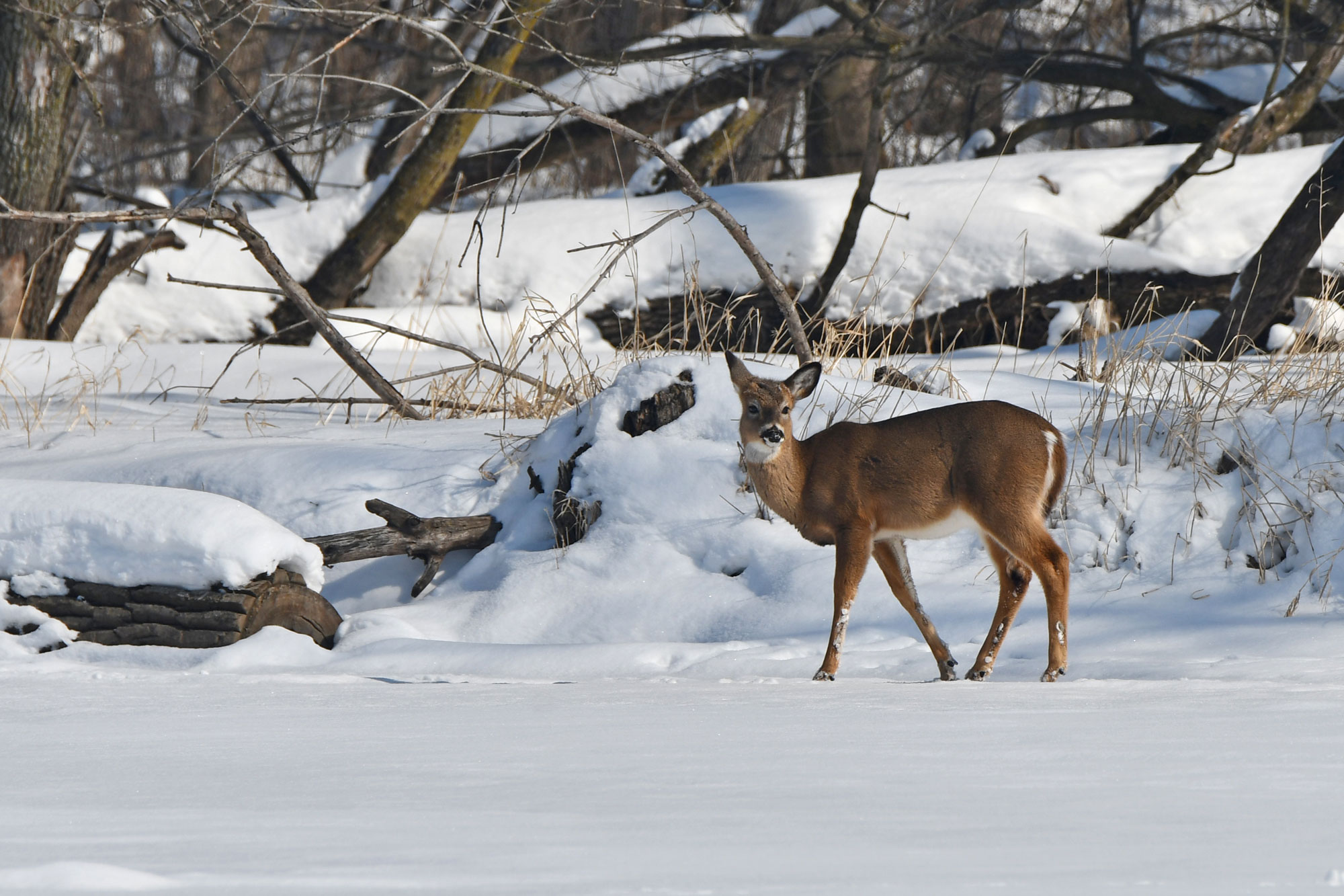 A deer in the snow.