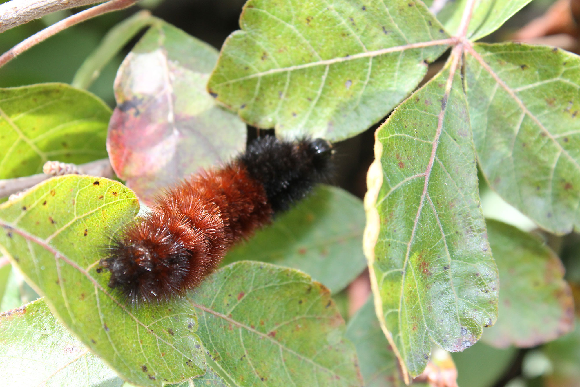 A woolly bear caterpillar on a leaf.