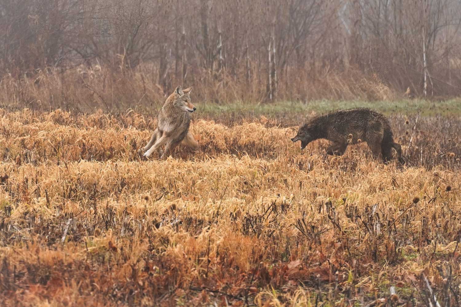 Two coyotes fighting in a field.