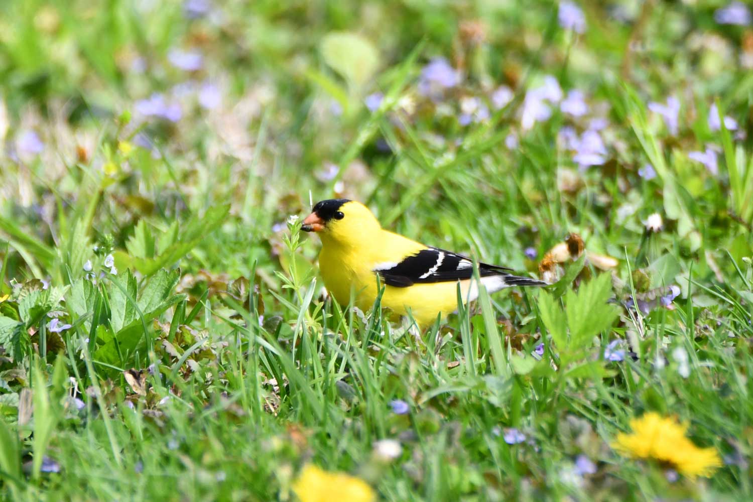 Goldfinch standing in grass.