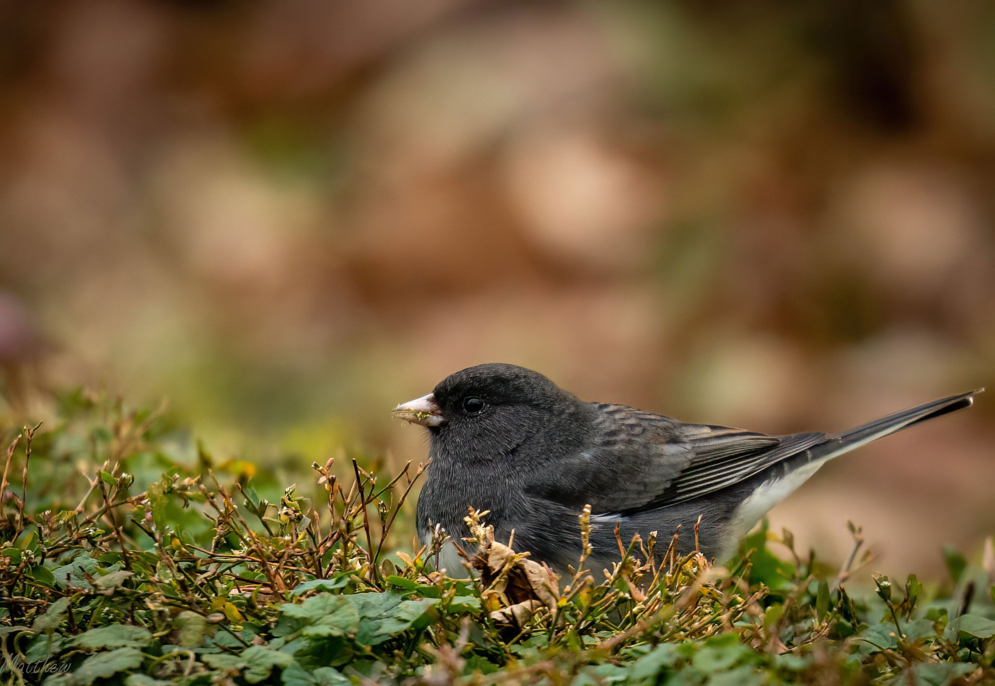 A dark-eyed junco on the ground