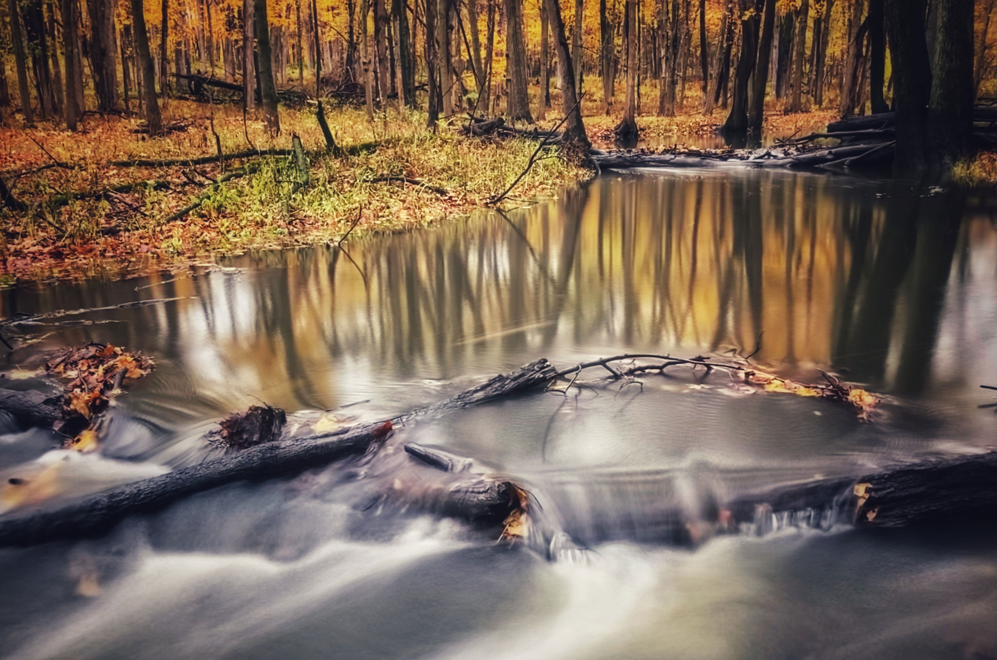 A view of the water at Messenger Woods during fall.